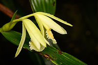 Sobralia sp., Santa Cecilia, Colombia https://www.jungledragon.com/image/144440/vanilla_sp._-_flower_tatam_national_natural_park_colombia.html Colombia,Colombia 2022,Geotagged,Santa Cecilia,South America,Summer,Tatam&aacute; National Natural Park,World