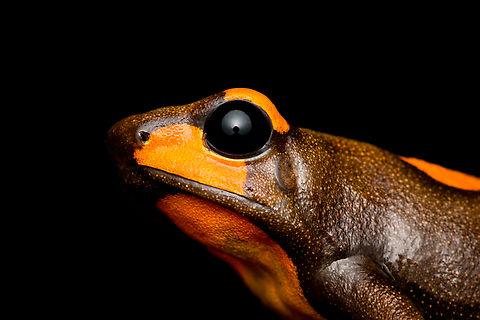 Oophaga histrionica - head, Santa Cecilia, Colombia A beautiful poison-dart frog endemic to western Colombia. Since 2018, this species has been split into 4 species, this being the "real" Oophaga histrionica. There's multiple morphs of this species, this being the orange one. More formally: "Orange or red Bullseye Tatama".
https://www.jungledragon.com/image/144461/oophaga_histrionica_-_top_santa_cecilia_colombia.html
https://www.jungledragon.com/image/144460/oophaga_histrionica_-_frontal_santa_cecilia_colombia.html
https://www.jungledragon.com/image/144459/oophaga_histrionica_santa_cecilia_colombia.html
Yellow morph:

https://www.jungledragon.com/image/144466/oophaga_histrionica_-_yellow_morph_santa_cecilia_colombia.html Colombia,Colombia 2022,Geotagged,Harlequin poison frog,Oophaga histrionica,Santa Cecilia,South America,Summer,Tatamá National Natural Park,World