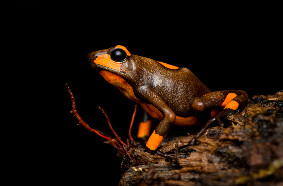 Oophaga histrionica, Santa Cecilia, Colombia A beautiful poison-dart frog endemic to western Colombia. Since 2018, this species has been split into 4 species, this being the "real" Oophaga histrionica. There's multiple morphs of this species, this being the orange one. More formally: "Orange or red Bullseye Tatama".<br />
<figure class="photo"><a href="https://www.jungledragon.com/image/144461/oophaga_histrionica_-_top_santa_cecilia_colombia.html" title="Oophaga histrionica - top, Santa Cecilia, Colombia"><img src="https://s3.amazonaws.com/media.jungledragon.com/images/2/144461_thumb.jpg?AWSAccessKeyId=05GMT0V3GWVNE7GGM1R2&Expires=1763596810&Signature=v%2Bz8%2FEgtojxVQkzitb6Er8z01Bs%3D" width="200" height="134" alt="Oophaga histrionica - top, Santa Cecilia, Colombia A beautiful poison-dart frog endemic to western Colombia. Since 2018, this species has been split into 4 species, this being the "real" Oophaga histrionica. There's multiple morphs of this species, this being the orange one. More formally: "Orange or red Bullseye Tatama".<br />
https://www.jungledragon.com/image/144460/oophaga_histrionica_-_frontal_santa_cecilia_colombia.html<br />
https://www.jungledragon.com/image/144459/oophaga_histrionica_santa_cecilia_colombia.html<br />
https://www.jungledragon.com/image/144458/oophaga_histrionica_-_head_santa_cecilia_colombia.html<br />
Yellow morph:<br />
<br />
https://www.jungledragon.com/image/144466/oophaga_histrionica_-_yellow_morph_santa_cecilia_colombia.html Colombia,Colombia 2022,Geotagged,Harlequin poison frog,Oophaga histrionica,Santa Cecilia,South America,Summer,Tatamá National Natural Park,World" /></a></figure><br />
<figure class="photo"><a href="https://www.jungledragon.com/image/144460/oophaga_histrionica_-_frontal_santa_cecilia_colombia.html" title="Oophaga histrionica - frontal, Santa Cecilia, Colombia"><img src="https://s3.amazonaws.com/media.jungledragon.com/images/2/144460_thumb.jpg?AWSAccessKeyId=05GMT0V3GWVNE7GGM1R2&Expires=1763596810&Signature=jgw%2Fh%2BGE62ISHCzkQHGAtl7IE%2B8%3D" width="200" height="144" alt="Oophaga histrionica - frontal, Santa Cecilia, Colombia A beautiful poison-dart frog endemic to western Colombia. Since 2018, this species has been split into 4 species, this being the "real" Oophaga histrionica. There's multiple morphs of this species, this being the orange one. More formally: "Orange or red Bullseye Tatama".<br />
https://www.jungledragon.com/image/144461/oophaga_histrionica_-_top_santa_cecilia_colombia.html<br />
https://www.jungledragon.com/image/144459/oophaga_histrionica_santa_cecilia_colombia.html<br />
https://www.jungledragon.com/image/144458/oophaga_histrionica_-_head_santa_cecilia_colombia.html<br />
Yellow morph:<br />
<br />
https://www.jungledragon.com/image/144466/oophaga_histrionica_-_yellow_morph_santa_cecilia_colombia.html Colombia,Colombia 2022,Geotagged,Harlequin poison frog,Oophaga histrionica,Santa Cecilia,South America,Summer,Tatamá National Natural Park,World" /></a></figure><br />
<figure class="photo"><a href="https://www.jungledragon.com/image/144458/oophaga_histrionica_-_head_santa_cecilia_colombia.html" title="Oophaga histrionica - head, Santa Cecilia, Colombia"><img src="https://s3.amazonaws.com/media.jungledragon.com/images/2/144458_thumb.jpg?AWSAccessKeyId=05GMT0V3GWVNE7GGM1R2&Expires=1763596810&Signature=kk6UKxbog6%2BQiPjMIAkibsgc1gI%3D" width="200" height="134" alt="Oophaga histrionica - head, Santa Cecilia, Colombia A beautiful poison-dart frog endemic to western Colombia. Since 2018, this species has been split into 4 species, this being the "real" Oophaga histrionica. There's multiple morphs of this species, this being the orange one. More formally: "Orange or red Bullseye Tatama".<br />
https://www.jungledragon.com/image/144461/oophaga_histrionica_-_top_santa_cecilia_colombia.html<br />
https://www.jungledragon.com/image/144460/oophaga_histrionica_-_frontal_santa_cecilia_colombia.html<br />
https://www.jungledragon.com/image/144459/oophaga_histrionica_santa_cecilia_colombia.html<br />
Yellow morph:<br />
<br />
https://www.jungledragon.com/image/144466/oophaga_histrionica_-_yellow_morph_santa_cecilia_colombia.html Colombia,Colombia 2022,Geotagged,Harlequin poison frog,Oophaga histrionica,Santa Cecilia,South America,Summer,Tatamá National Natural Park,World" /></a></figure><br />
Yellow morph:<br />
<br />
<figure class="photo"><a href="https://www.jungledragon.com/image/144466/oophaga_histrionica_-_yellow_morph_santa_cecilia_colombia.html" title="Oophaga histrionica - yellow morph, Santa Cecilia, Colombia"><img src="https://s3.amazonaws.com/media.jungledragon.com/images/2/144466_thumb.jpg?AWSAccessKeyId=05GMT0V3GWVNE7GGM1R2&Expires=1763596810&Signature=XEA2o6rDuk4fPpyoJ3cpmLppSfg%3D" width="200" height="158" alt="Oophaga histrionica - yellow morph, Santa Cecilia, Colombia This is the yellow morph of the Oophaga histrionica species. More formally: "Orange or yellow Bullseye Tatama."<br />
https://www.jungledragon.com/image/144465/oophaga_histrionica_-_side_view_yellow_morph_santa_cecilia_colombia.html<br />
https://www.jungledragon.com/image/144464/oophaga_histrionica_-_head_yellow_morph_santa_cecilia_colombia.html<br />
Orange morph:<br />
<br />
https://www.jungledragon.com/image/144459/oophaga_histrionica_santa_cecilia_colombia.html Colombia,Colombia 2022,Geotagged,Harlequin poison frog,Oophaga histrionica,Santa Cecilia,South America,Summer,Tatamá National Natural Park,World" /></a></figure> Colombia,Colombia 2022,Geotagged,Harlequin poison frog,Oophaga histrionica,Santa Cecilia,South America,Summer,Tatamá National Natural Park,World