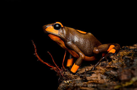 Oophaga histrionica, Santa Cecilia, Colombia A beautiful poison-dart frog endemic to western Colombia. Since 2018, this species has been split into 4 species, this being the "real" Oophaga histrionica. There's multiple morphs of this species, this being the orange one. More formally: "Orange or red Bullseye Tatama".
https://www.jungledragon.com/image/144461/oophaga_histrionica_-_top_santa_cecilia_colombia.html
https://www.jungledragon.com/image/144460/oophaga_histrionica_-_frontal_santa_cecilia_colombia.html
https://www.jungledragon.com/image/144458/oophaga_histrionica_-_head_santa_cecilia_colombia.html
Yellow morph:

https://www.jungledragon.com/image/144466/oophaga_histrionica_-_yellow_morph_santa_cecilia_colombia.html Colombia,Colombia 2022,Geotagged,Harlequin poison frog,Oophaga histrionica,Santa Cecilia,South America,Summer,Tatam&aacute; National Natural Park,World