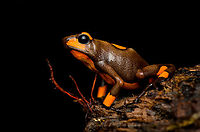 Oophaga histrionica, Santa Cecilia, Colombia A beautiful poison-dart frog endemic to western Colombia. Since 2018, this species has been split into 4 species, this being the "real" Oophaga histrionica. There's multiple morphs of this species, this being the orange one. More formally: "Orange or red Bullseye Tatama".<br />
https://www.jungledragon.com/image/144461/oophaga_histrionica_-_top_santa_cecilia_colombia.html<br />
https://www.jungledragon.com/image/144460/oophaga_histrionica_-_frontal_santa_cecilia_colombia.html<br />
https://www.jungledragon.com/image/144458/oophaga_histrionica_-_head_santa_cecilia_colombia.html<br />
Yellow morph:<br />
<br />
https://www.jungledragon.com/image/144466/oophaga_histrionica_-_yellow_morph_santa_cecilia_colombia.html Colombia,Colombia 2022,Geotagged,Harlequin poison frog,Oophaga histrionica,Santa Cecilia,South America,Summer,Tatamá National Natural Park,World