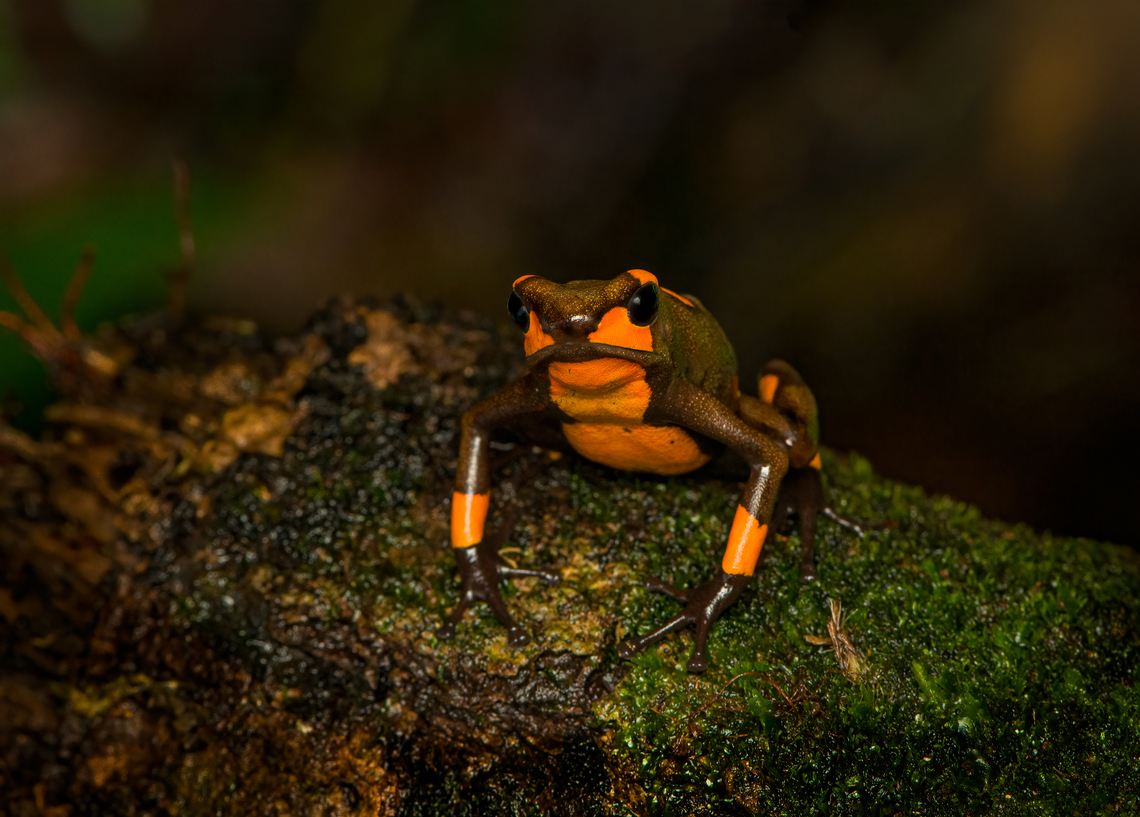 Oophaga histrionica - frontal, Santa Cecilia, Colombia A beautiful poison-dart frog endemic to western Colombia. Since 2018, this species has been split into 4 species, this being the &quot;real&quot; Oophaga histrionica. There&#039;s multiple morphs of this species, this being the orange one. More formally: &quot;Orange or red Bullseye Tatama&quot;.<br />
<figure class="photo"><a href="https://www.jungledragon.com/image/144461/oophaga_histrionica_-_top_santa_cecilia_colombia.html" title="Oophaga histrionica - top, Santa Cecilia, Colombia"><img src="https://s3.amazonaws.com/media.jungledragon.com/images/2/144461_thumb.jpg?AWSAccessKeyId=05GMT0V3GWVNE7GGM1R2&Expires=1759968010&Signature=CdRh8G8fyJFU9LwKok%2FyCdUHAsU%3D" width="200" height="134" alt="Oophaga histrionica - top, Santa Cecilia, Colombia A beautiful poison-dart frog endemic to western Colombia. Since 2018, this species has been split into 4 species, this being the &quot;real&quot; Oophaga histrionica. There&#039;s multiple morphs of this species, this being the orange one. More formally: &quot;Orange or red Bullseye Tatama&quot;.<br />
https://www.jungledragon.com/image/144460/oophaga_histrionica_-_frontal_santa_cecilia_colombia.html<br />
https://www.jungledragon.com/image/144459/oophaga_histrionica_santa_cecilia_colombia.html<br />
https://www.jungledragon.com/image/144458/oophaga_histrionica_-_head_santa_cecilia_colombia.html<br />
Yellow morph:<br />
<br />
https://www.jungledragon.com/image/144466/oophaga_histrionica_-_yellow_morph_santa_cecilia_colombia.html Colombia,Colombia 2022,Geotagged,Harlequin poison frog,Oophaga histrionica,Santa Cecilia,South America,Summer,Tatam&aacute; National Natural Park,World" /></a></figure><br />
<figure class="photo"><a href="https://www.jungledragon.com/image/144459/oophaga_histrionica_santa_cecilia_colombia.html" title="Oophaga histrionica, Santa Cecilia, Colombia"><img src="https://s3.amazonaws.com/media.jungledragon.com/images/2/144459_thumb.jpg?AWSAccessKeyId=05GMT0V3GWVNE7GGM1R2&Expires=1759968010&Signature=YgxT%2FD3oA%2B6ZrvKiLAK4eVAifWM%3D" width="200" height="132" alt="Oophaga histrionica, Santa Cecilia, Colombia A beautiful poison-dart frog endemic to western Colombia. Since 2018, this species has been split into 4 species, this being the &quot;real&quot; Oophaga histrionica. There&#039;s multiple morphs of this species, this being the orange one. More formally: &quot;Orange or red Bullseye Tatama&quot;.<br />
https://www.jungledragon.com/image/144461/oophaga_histrionica_-_top_santa_cecilia_colombia.html<br />
https://www.jungledragon.com/image/144460/oophaga_histrionica_-_frontal_santa_cecilia_colombia.html<br />
https://www.jungledragon.com/image/144458/oophaga_histrionica_-_head_santa_cecilia_colombia.html<br />
Yellow morph:<br />
<br />
https://www.jungledragon.com/image/144466/oophaga_histrionica_-_yellow_morph_santa_cecilia_colombia.html Colombia,Colombia 2022,Geotagged,Harlequin poison frog,Oophaga histrionica,Santa Cecilia,South America,Summer,Tatam&aacute; National Natural Park,World" /></a></figure><br />
<figure class="photo"><a href="https://www.jungledragon.com/image/144458/oophaga_histrionica_-_head_santa_cecilia_colombia.html" title="Oophaga histrionica - head, Santa Cecilia, Colombia"><img src="https://s3.amazonaws.com/media.jungledragon.com/images/2/144458_thumb.jpg?AWSAccessKeyId=05GMT0V3GWVNE7GGM1R2&Expires=1759968010&Signature=FYlEibGb9UoYthdhJTQfSiudJ9A%3D" width="200" height="134" alt="Oophaga histrionica - head, Santa Cecilia, Colombia A beautiful poison-dart frog endemic to western Colombia. Since 2018, this species has been split into 4 species, this being the &quot;real&quot; Oophaga histrionica. There&#039;s multiple morphs of this species, this being the orange one. More formally: &quot;Orange or red Bullseye Tatama&quot;.<br />
https://www.jungledragon.com/image/144461/oophaga_histrionica_-_top_santa_cecilia_colombia.html<br />
https://www.jungledragon.com/image/144460/oophaga_histrionica_-_frontal_santa_cecilia_colombia.html<br />
https://www.jungledragon.com/image/144459/oophaga_histrionica_santa_cecilia_colombia.html<br />
Yellow morph:<br />
<br />
https://www.jungledragon.com/image/144466/oophaga_histrionica_-_yellow_morph_santa_cecilia_colombia.html Colombia,Colombia 2022,Geotagged,Harlequin poison frog,Oophaga histrionica,Santa Cecilia,South America,Summer,Tatam&aacute; National Natural Park,World" /></a></figure><br />
Yellow morph:<br />
<br />
<figure class="photo"><a href="https://www.jungledragon.com/image/144466/oophaga_histrionica_-_yellow_morph_santa_cecilia_colombia.html" title="Oophaga histrionica - yellow morph, Santa Cecilia, Colombia"><img src="https://s3.amazonaws.com/media.jungledragon.com/images/2/144466_thumb.jpg?AWSAccessKeyId=05GMT0V3GWVNE7GGM1R2&Expires=1759968010&Signature=zQZr8YBuLzZ%2F2YyRY7ExAC3UC0s%3D" width="200" height="158" alt="Oophaga histrionica - yellow morph, Santa Cecilia, Colombia This is the yellow morph of the Oophaga histrionica species. More formally: &quot;Orange or yellow Bullseye Tatama.&quot;<br />
https://www.jungledragon.com/image/144465/oophaga_histrionica_-_side_view_yellow_morph_santa_cecilia_colombia.html<br />
https://www.jungledragon.com/image/144464/oophaga_histrionica_-_head_yellow_morph_santa_cecilia_colombia.html<br />
Orange morph:<br />
<br />
https://www.jungledragon.com/image/144459/oophaga_histrionica_santa_cecilia_colombia.html Colombia,Colombia 2022,Geotagged,Harlequin poison frog,Oophaga histrionica,Santa Cecilia,South America,Summer,Tatam&aacute; National Natural Park,World" /></a></figure> Colombia,Colombia 2022,Geotagged,Harlequin poison frog,Oophaga histrionica,Santa Cecilia,South America,Summer,Tatamá National Natural Park,World