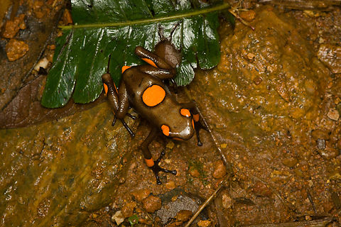 Oophaga histrionica - top, Santa Cecilia, Colombia A beautiful poison-dart frog endemic to western Colombia. Since 2018, this species has been split into 4 species, this being the "real" Oophaga histrionica. There's multiple morphs of this species, this being the orange one. More formally: "Orange or red Bullseye Tatama".
https://www.jungledragon.com/image/144460/oophaga_histrionica_-_frontal_santa_cecilia_colombia.html
https://www.jungledragon.com/image/144459/oophaga_histrionica_santa_cecilia_colombia.html
https://www.jungledragon.com/image/144458/oophaga_histrionica_-_head_santa_cecilia_colombia.html
Yellow morph:

https://www.jungledragon.com/image/144466/oophaga_histrionica_-_yellow_morph_santa_cecilia_colombia.html Colombia,Colombia 2022,Geotagged,Harlequin poison frog,Oophaga histrionica,Santa Cecilia,South America,Summer,Tatam&aacute; National Natural Park,World