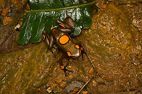 Oophaga histrionica - top, Santa Cecilia, Colombia A beautiful poison-dart frog endemic to western Colombia. Since 2018, this species has been split into 4 species, this being the "real" Oophaga histrionica. There's multiple morphs of this species, this being the orange one. More formally: "Orange or red Bullseye Tatama".<br />
https://www.jungledragon.com/image/144460/oophaga_histrionica_-_frontal_santa_cecilia_colombia.html<br />
https://www.jungledragon.com/image/144459/oophaga_histrionica_santa_cecilia_colombia.html<br />
https://www.jungledragon.com/image/144458/oophaga_histrionica_-_head_santa_cecilia_colombia.html<br />
Yellow morph:<br />
<br />
https://www.jungledragon.com/image/144466/oophaga_histrionica_-_yellow_morph_santa_cecilia_colombia.html Colombia,Colombia 2022,Geotagged,Harlequin poison frog,Oophaga histrionica,Santa Cecilia,South America,Summer,Tatamá National Natural Park,World