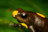 Oophaga histrionica - head, yellow morph, Santa Cecilia, Colombia This is the yellow morph of the Oophaga histrionica species. More formally: "Orange or yellow Bullseye Tatama."<br />
https://www.jungledragon.com/image/144466/oophaga_histrionica_-_yellow_morph_santa_cecilia_colombia.html<br />
https://www.jungledragon.com/image/144465/oophaga_histrionica_-_side_view_yellow_morph_santa_cecilia_colombia.html<br />
Orange morph:<br />
<br />
https://www.jungledragon.com/image/144459/oophaga_histrionica_santa_cecilia_colombia.html Colombia,Colombia 2022,Geotagged,Harlequin poison frog,Oophaga histrionica,Santa Cecilia,South America,Summer,Tatamá National Natural Park,World