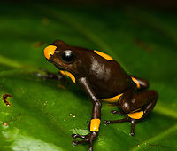 Oophaga histrionica - side view, yellow morph, Santa Cecilia, Colombia This is the yellow morph of the Oophaga histrionica species. More formally: "Orange or yellow Bullseye Tatama."<br />
https://www.jungledragon.com/image/144466/oophaga_histrionica_-_yellow_morph_santa_cecilia_colombia.html<br />
https://www.jungledragon.com/image/144464/oophaga_histrionica_-_head_yellow_morph_santa_cecilia_colombia.html<br />
Orange morph:<br />
<br />
https://www.jungledragon.com/image/144459/oophaga_histrionica_santa_cecilia_colombia.html Colombia,Colombia 2022,Geotagged,Harlequin poison frog,Oophaga histrionica,Santa Cecilia,South America,Summer,Tatam&aacute; National Natural Park,World