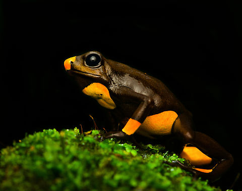 Oophaga histrionica - yellow morph, Santa Cecilia, Colombia This is the yellow morph of the Oophaga histrionica species. More formally: "Orange or yellow Bullseye Tatama."
https://www.jungledragon.com/image/144465/oophaga_histrionica_-_side_view_yellow_morph_santa_cecilia_colombia.html
https://www.jungledragon.com/image/144464/oophaga_histrionica_-_head_yellow_morph_santa_cecilia_colombia.html
Orange morph:

https://www.jungledragon.com/image/144459/oophaga_histrionica_santa_cecilia_colombia.html Colombia,Colombia 2022,Geotagged,Harlequin poison frog,Oophaga histrionica,Santa Cecilia,South America,Summer,Tatamá National Natural Park,World
