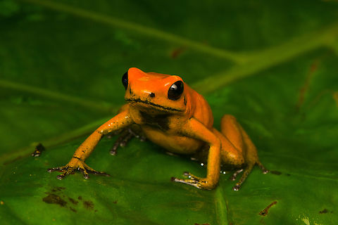 Phyllobates bicolor, Santa Cecilia, Colombia Out of the ~130 species of poison dart frogs (family Dendrobatidae), only 4 are truly deserving of the "dart" part of the name. Meaning, their poisoneous secretion is documented to have been dipped in darts to aid in hunting. This species most certainly is an elite member, it's the 2nd most poisenous frog in the world. Endangered, rarely photographed in the wild.

Like most poison dart frogs, this species is variable. It ranges between orange and yellow, with yellow being more typical.
https://www.jungledragon.com/image/144472/phyllobates_bicolor_-_side_view_santa_cecilia_colobmia.html
https://www.jungledragon.com/image/144473/phyllobates_bicolor_-_posing_santa_cecilia_colobmia.html
https://www.jungledragon.com/image/144474/phyllobates_bicolor_-_full_body_santa_cecilia_colobmia.html
https://www.jungledragon.com/image/144475/phyllobates_bicolor_-_on_moss_santa_cecilia_colobmia.html
https://www.jungledragon.com/image/144476/phyllobates_bicolor_-_head_santa_cecilia_colobmia.html
https://www.jungledragon.com/image/144477/phyllobates_bicolor_-_closeup_santa_cecilia_colobmia.html Colombia,Colombia 2022,Geotagged,Phyllobates bicolor,Santa Cecilia,South America,Summer,Tatamá National Natural Park,World
