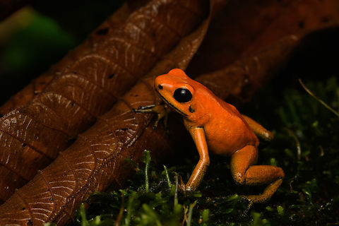 Phyllobates bicolor - side view, Santa Cecilia, Colombia Out of the ~130 species of poison dart frogs (family Dendrobatidae), only 4 are truly deserving of the "dart" part of the name. Meaning, their poisoneous secretion is documented to have been dipped in darts to aid in hunting. This species most certainly is an elite member, it's the 2nd most poisenous frog in the world. Endangered, rarely photographed in the wild.

Like most poison dart frogs, this species is variable. It ranges between orange and yellow, with yellow being more typical.
https://www.jungledragon.com/image/144471/phyllobates_bicolor_santa_cecilia_colobmia.html
https://www.jungledragon.com/image/144473/phyllobates_bicolor_-_posing_santa_cecilia_colobmia.html
https://www.jungledragon.com/image/144474/phyllobates_bicolor_-_full_body_santa_cecilia_colobmia.html
https://www.jungledragon.com/image/144475/phyllobates_bicolor_-_on_moss_santa_cecilia_colobmia.html
https://www.jungledragon.com/image/144476/phyllobates_bicolor_-_head_santa_cecilia_colobmia.html
https://www.jungledragon.com/image/144477/phyllobates_bicolor_-_closeup_santa_cecilia_colobmia.html Black-legged Poison Frog,Colombia,Colombia 2022,Geotagged,Phyllobates bicolor,Santa Cecilia,South America,Summer,Tatamá National Natural Park,World