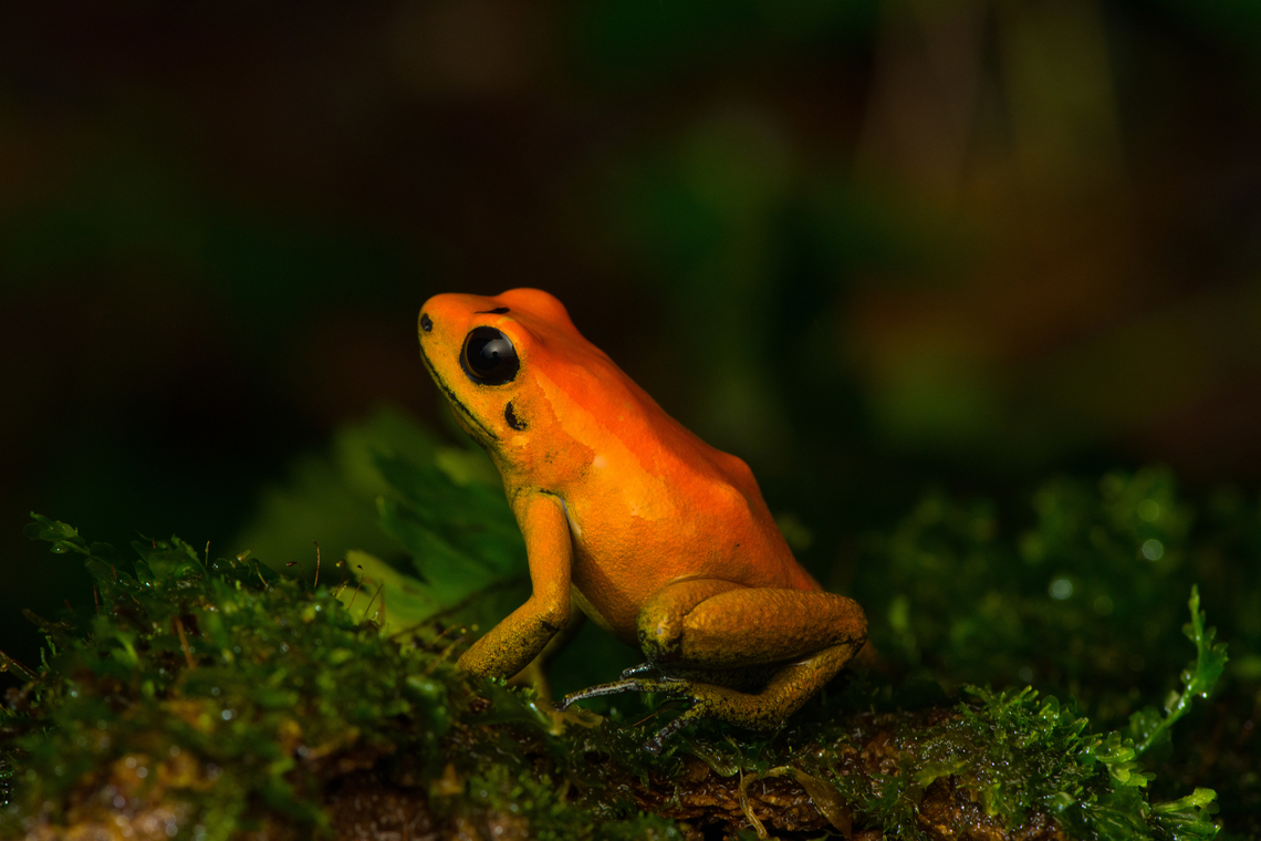 Phyllobates bicolor - posing, Santa Cecilia, Colombia Out of the ~130 species of poison dart frogs (family Dendrobatidae), only 4 are truly deserving of the "dart" part of the name. Meaning, their poisoneous secretion is documented to have been dipped in darts to aid in hunting. This species most certainly is an elite member, it's the 2nd most poisenous frog in the world. Endangered, rarely photographed in the wild.<br />
<br />
Like most poison dart frogs, this species is variable. It ranges between orange and yellow, with yellow being more typical.<br />
<figure class="photo"><a href="https://www.jungledragon.com/image/144471/phyllobates_bicolor_santa_cecilia_colombia.html" title="Phyllobates bicolor, Santa Cecilia, Colombia"><img src="https://s3.amazonaws.com/media.jungledragon.com/images/2/144471_thumb.jpg?AWSAccessKeyId=05GMT0V3GWVNE7GGM1R2&Expires=1769040010&Signature=NvMCtBAvrcpgaqy40apVW9gR%2FYk%3D" width="200" height="134" alt="Phyllobates bicolor, Santa Cecilia, Colombia Out of the ~130 species of poison dart frogs (family Dendrobatidae), only 4 are truly deserving of the "dart" part of the name. Meaning, their poisoneous secretion is documented to have been dipped in darts to aid in hunting. This species most certainly is an elite member, it's the 2nd most poisenous frog in the world. Endangered, rarely photographed in the wild.<br />
<br />
Like most poison dart frogs, this species is variable. It ranges between orange and yellow, with yellow being more typical.<br />
https://www.jungledragon.com/image/144472/phyllobates_bicolor_-_side_view_santa_cecilia_colobmia.html<br />
https://www.jungledragon.com/image/144473/phyllobates_bicolor_-_posing_santa_cecilia_colobmia.html<br />
https://www.jungledragon.com/image/144474/phyllobates_bicolor_-_full_body_santa_cecilia_colobmia.html<br />
https://www.jungledragon.com/image/144475/phyllobates_bicolor_-_on_moss_santa_cecilia_colobmia.html<br />
https://www.jungledragon.com/image/144476/phyllobates_bicolor_-_head_santa_cecilia_colobmia.html<br />
https://www.jungledragon.com/image/144477/phyllobates_bicolor_-_closeup_santa_cecilia_colobmia.html Colombia,Colombia 2022,Geotagged,Phyllobates bicolor,Santa Cecilia,South America,Summer,Tatam&aacute; National Natural Park,World" /></a></figure><br />
<figure class="photo"><a href="https://www.jungledragon.com/image/144472/phyllobates_bicolor_-_side_view_santa_cecilia_colombia.html" title="Phyllobates bicolor - side view, Santa Cecilia, Colombia"><img src="https://s3.amazonaws.com/media.jungledragon.com/images/2/144472_thumb.jpg?AWSAccessKeyId=05GMT0V3GWVNE7GGM1R2&Expires=1769040010&Signature=lI9H23td3sU4bixnQ69IscgAVxk%3D" width="200" height="134" alt="Phyllobates bicolor - side view, Santa Cecilia, Colombia Out of the ~130 species of poison dart frogs (family Dendrobatidae), only 4 are truly deserving of the "dart" part of the name. Meaning, their poisoneous secretion is documented to have been dipped in darts to aid in hunting. This species most certainly is an elite member, it's the 2nd most poisenous frog in the world. Endangered, rarely photographed in the wild.<br />
<br />
Like most poison dart frogs, this species is variable. It ranges between orange and yellow, with yellow being more typical.<br />
https://www.jungledragon.com/image/144471/phyllobates_bicolor_santa_cecilia_colobmia.html<br />
https://www.jungledragon.com/image/144473/phyllobates_bicolor_-_posing_santa_cecilia_colobmia.html<br />
https://www.jungledragon.com/image/144474/phyllobates_bicolor_-_full_body_santa_cecilia_colobmia.html<br />
https://www.jungledragon.com/image/144475/phyllobates_bicolor_-_on_moss_santa_cecilia_colobmia.html<br />
https://www.jungledragon.com/image/144476/phyllobates_bicolor_-_head_santa_cecilia_colobmia.html<br />
https://www.jungledragon.com/image/144477/phyllobates_bicolor_-_closeup_santa_cecilia_colobmia.html Black-legged Poison Frog,Colombia,Colombia 2022,Geotagged,Phyllobates bicolor,Santa Cecilia,South America,Summer,Tatam&aacute; National Natural Park,World" /></a></figure><br />
<figure class="photo"><a href="https://www.jungledragon.com/image/144474/phyllobates_bicolor_-_full_body_santa_cecilia_colombia.html" title="Phyllobates bicolor - full body, Santa Cecilia, Colombia"><img src="https://s3.amazonaws.com/media.jungledragon.com/images/2/144474_thumb.jpg?AWSAccessKeyId=05GMT0V3GWVNE7GGM1R2&Expires=1769040010&Signature=wa65Se0lfQwhvZbjht1vLlalOUg%3D" width="200" height="134" alt="Phyllobates bicolor - full body, Santa Cecilia, Colombia Out of the ~130 species of poison dart frogs (family Dendrobatidae), only 4 are truly deserving of the "dart" part of the name. Meaning, their poisoneous secretion is documented to have been dipped in darts to aid in hunting. This species most certainly is an elite member, it's the 2nd most poisenous frog in the world. Endangered, rarely photographed in the wild.<br />
<br />
Like most poison dart frogs, this species is variable. It ranges between orange and yellow, with yellow being more typical.<br />
https://www.jungledragon.com/image/144471/phyllobates_bicolor_santa_cecilia_colobmia.html<br />
https://www.jungledragon.com/image/144472/phyllobates_bicolor_-_side_view_santa_cecilia_colobmia.html<br />
https://www.jungledragon.com/image/144473/phyllobates_bicolor_-_posing_santa_cecilia_colobmia.html<br />
https://www.jungledragon.com/image/144475/phyllobates_bicolor_-_on_moss_santa_cecilia_colobmia.html<br />
https://www.jungledragon.com/image/144476/phyllobates_bicolor_-_head_santa_cecilia_colobmia.html<br />
https://www.jungledragon.com/image/144477/phyllobates_bicolor_-_closeup_santa_cecilia_colobmia.html Black-legged Poison Frog,Colombia,Colombia 2022,Geotagged,Phyllobates bicolor,Santa Cecilia,South America,Summer,Tatam&aacute; National Natural Park,World" /></a></figure><br />
<figure class="photo"><a href="https://www.jungledragon.com/image/144475/phyllobates_bicolor_-_on_moss_santa_cecilia_colombia.html" title="Phyllobates bicolor - on moss, Santa Cecilia, Colombia"><img src="https://s3.amazonaws.com/media.jungledragon.com/images/2/144475_thumb.jpg?AWSAccessKeyId=05GMT0V3GWVNE7GGM1R2&Expires=1769040010&Signature=aUc03k12t7JgQtDhjUX6%2FOZWOLo%3D" width="200" height="134" alt="Phyllobates bicolor - on moss, Santa Cecilia, Colombia Out of the ~130 species of poison dart frogs (family Dendrobatidae), only 4 are truly deserving of the "dart" part of the name. Meaning, their poisoneous secretion is documented to have been dipped in darts to aid in hunting. This species most certainly is an elite member, it's the 2nd most poisenous frog in the world. Endangered, rarely photographed in the wild.<br />
<br />
Like most poison dart frogs, this species is variable. It ranges between orange and yellow, with yellow being more typical.<br />
https://www.jungledragon.com/image/144471/phyllobates_bicolor_santa_cecilia_colobmia.html<br />
https://www.jungledragon.com/image/144472/phyllobates_bicolor_-_side_view_santa_cecilia_colobmia.html<br />
https://www.jungledragon.com/image/144473/phyllobates_bicolor_-_posing_santa_cecilia_colobmia.html<br />
https://www.jungledragon.com/image/144474/phyllobates_bicolor_-_full_body_santa_cecilia_colobmia.html<br />
https://www.jungledragon.com/image/144476/phyllobates_bicolor_-_head_santa_cecilia_colobmia.html<br />
https://www.jungledragon.com/image/144477/phyllobates_bicolor_-_closeup_santa_cecilia_colobmia.html Black-legged Poison Frog,Colombia,Colombia 2022,Geotagged,Phyllobates bicolor,Santa Cecilia,South America,Summer,Tatam&aacute; National Natural Park,World" /></a></figure><br />
<figure class="photo"><a href="https://www.jungledragon.com/image/144476/phyllobates_bicolor_-_head_santa_cecilia_colombia.html" title="Phyllobates bicolor - head, Santa Cecilia, Colombia"><img src="https://s3.amazonaws.com/media.jungledragon.com/images/2/144476_thumb.jpg?AWSAccessKeyId=05GMT0V3GWVNE7GGM1R2&Expires=1769040010&Signature=wdbMazQ31ROySrQXtdH%2FcyMMFxM%3D" width="200" height="134" alt="Phyllobates bicolor - head, Santa Cecilia, Colombia Out of the ~130 species of poison dart frogs (family Dendrobatidae), only 4 are truly deserving of the "dart" part of the name. Meaning, their poisoneous secretion is documented to have been dipped in darts to aid in hunting. This species most certainly is an elite member, it's the 2nd most poisenous frog in the world. Endangered, rarely photographed in the wild.<br />
<br />
Like most poison dart frogs, this species is variable. It ranges between orange and yellow, with yellow being more typical.<br />
https://www.jungledragon.com/image/144471/phyllobates_bicolor_santa_cecilia_colobmia.html<br />
https://www.jungledragon.com/image/144472/phyllobates_bicolor_-_side_view_santa_cecilia_colobmia.html<br />
https://www.jungledragon.com/image/144473/phyllobates_bicolor_-_posing_santa_cecilia_colobmia.html<br />
https://www.jungledragon.com/image/144474/phyllobates_bicolor_-_full_body_santa_cecilia_colobmia.html<br />
https://www.jungledragon.com/image/144475/phyllobates_bicolor_-_on_moss_santa_cecilia_colobmia.html<br />
https://www.jungledragon.com/image/144477/phyllobates_bicolor_-_closeup_santa_cecilia_colobmia.html Black-legged Poison Frog,Colombia,Colombia 2022,Geotagged,Phyllobates bicolor,Santa Cecilia,South America,Summer,Tatam&aacute; National Natural Park,World" /></a></figure><br />
<figure class="photo"><a href="https://www.jungledragon.com/image/144477/phyllobates_bicolor_-_closeup_santa_cecilia_colombia.html" title="Phyllobates bicolor - closeup, Santa Cecilia, Colombia"><img src="https://s3.amazonaws.com/media.jungledragon.com/images/2/144477_thumb.jpg?AWSAccessKeyId=05GMT0V3GWVNE7GGM1R2&Expires=1769040010&Signature=o92HKqyuiskuZyZs2imZsuu%2BED0%3D" width="200" height="172" alt="Phyllobates bicolor - closeup, Santa Cecilia, Colombia Out of the ~130 species of poison dart frogs (family Dendrobatidae), only 4 are truly deserving of the "dart" part of the name. Meaning, their poisoneous secretion is documented to have been dipped in darts to aid in hunting. This species most certainly is an elite member, it's the 2nd most poisenous frog in the world. Endangered, rarely photographed in the wild.<br />
<br />
Like most poison dart frogs, this species is variable. It ranges between orange and yellow, with yellow being more typical.<br />
https://www.jungledragon.com/image/144471/phyllobates_bicolor_santa_cecilia_colobmia.html<br />
https://www.jungledragon.com/image/144472/phyllobates_bicolor_-_side_view_santa_cecilia_colobmia.html<br />
https://www.jungledragon.com/image/144473/phyllobates_bicolor_-_posing_santa_cecilia_colobmia.html<br />
https://www.jungledragon.com/image/144474/phyllobates_bicolor_-_full_body_santa_cecilia_colobmia.html<br />
https://www.jungledragon.com/image/144475/phyllobates_bicolor_-_on_moss_santa_cecilia_colobmia.html<br />
https://www.jungledragon.com/image/144476/phyllobates_bicolor_-_head_santa_cecilia_colobmia.html Black-legged Poison Frog,Colombia,Colombia 2022,Geotagged,Phyllobates bicolor,Santa Cecilia,South America,Summer,Tatam&aacute; National Natural Park,World" /></a></figure> Black-legged Poison Frog,Colombia,Colombia 2022,Geotagged,Phyllobates bicolor,Santa Cecilia,South America,Summer,Tatam&aacute; National Natural Park,World