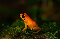 Phyllobates bicolor - posing, Santa Cecilia, Colombia Out of the ~130 species of poison dart frogs (family Dendrobatidae), only 4 are truly deserving of the "dart" part of the name. Meaning, their poisoneous secretion is documented to have been dipped in darts to aid in hunting. This species most certainly is an elite member, it's the 2nd most poisenous frog in the world. Endangered, rarely photographed in the wild.<br />
<br />
Like most poison dart frogs, this species is variable. It ranges between orange and yellow, with yellow being more typical.<br />
https://www.jungledragon.com/image/144471/phyllobates_bicolor_santa_cecilia_colobmia.html<br />
https://www.jungledragon.com/image/144472/phyllobates_bicolor_-_side_view_santa_cecilia_colobmia.html<br />
https://www.jungledragon.com/image/144474/phyllobates_bicolor_-_full_body_santa_cecilia_colobmia.html<br />
https://www.jungledragon.com/image/144475/phyllobates_bicolor_-_on_moss_santa_cecilia_colobmia.html<br />
https://www.jungledragon.com/image/144476/phyllobates_bicolor_-_head_santa_cecilia_colobmia.html<br />
https://www.jungledragon.com/image/144477/phyllobates_bicolor_-_closeup_santa_cecilia_colobmia.html Black-legged Poison Frog,Colombia,Colombia 2022,Geotagged,Phyllobates bicolor,Santa Cecilia,South America,Summer,Tatamá National Natural Park,World