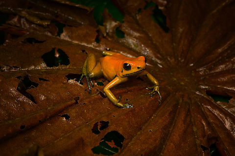 Phyllobates bicolor - full body, Santa Cecilia, Colombia Out of the ~130 species of poison dart frogs (family Dendrobatidae), only 4 are truly deserving of the "dart" part of the name. Meaning, their poisoneous secretion is documented to have been dipped in darts to aid in hunting. This species most certainly is an elite member, it's the 2nd most poisenous frog in the world. Endangered, rarely photographed in the wild.

Like most poison dart frogs, this species is variable. It ranges between orange and yellow, with yellow being more typical.
https://www.jungledragon.com/image/144471/phyllobates_bicolor_santa_cecilia_colobmia.html
https://www.jungledragon.com/image/144472/phyllobates_bicolor_-_side_view_santa_cecilia_colobmia.html
https://www.jungledragon.com/image/144473/phyllobates_bicolor_-_posing_santa_cecilia_colobmia.html
https://www.jungledragon.com/image/144475/phyllobates_bicolor_-_on_moss_santa_cecilia_colobmia.html
https://www.jungledragon.com/image/144476/phyllobates_bicolor_-_head_santa_cecilia_colobmia.html
https://www.jungledragon.com/image/144477/phyllobates_bicolor_-_closeup_santa_cecilia_colobmia.html Black-legged Poison Frog,Colombia,Colombia 2022,Geotagged,Phyllobates bicolor,Santa Cecilia,South America,Summer,Tatamá National Natural Park,World