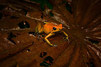 Phyllobates bicolor - full body, Santa Cecilia, Colombia Out of the ~130 species of poison dart frogs (family Dendrobatidae), only 4 are truly deserving of the "dart" part of the name. Meaning, their poisoneous secretion is documented to have been dipped in darts to aid in hunting. This species most certainly is an elite member, it's the 2nd most poisenous frog in the world. Endangered, rarely photographed in the wild.<br />
<br />
Like most poison dart frogs, this species is variable. It ranges between orange and yellow, with yellow being more typical.<br />
https://www.jungledragon.com/image/144471/phyllobates_bicolor_santa_cecilia_colobmia.html<br />
https://www.jungledragon.com/image/144472/phyllobates_bicolor_-_side_view_santa_cecilia_colobmia.html<br />
https://www.jungledragon.com/image/144473/phyllobates_bicolor_-_posing_santa_cecilia_colobmia.html<br />
https://www.jungledragon.com/image/144475/phyllobates_bicolor_-_on_moss_santa_cecilia_colobmia.html<br />
https://www.jungledragon.com/image/144476/phyllobates_bicolor_-_head_santa_cecilia_colobmia.html<br />
https://www.jungledragon.com/image/144477/phyllobates_bicolor_-_closeup_santa_cecilia_colobmia.html Black-legged Poison Frog,Colombia,Colombia 2022,Geotagged,Phyllobates bicolor,Santa Cecilia,South America,Summer,Tatamá National Natural Park,World