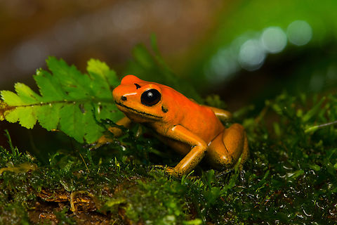 Phyllobates bicolor - on moss, Santa Cecilia, Colombia Out of the ~130 species of poison dart frogs (family Dendrobatidae), only 4 are truly deserving of the "dart" part of the name. Meaning, their poisoneous secretion is documented to have been dipped in darts to aid in hunting. This species most certainly is an elite member, it's the 2nd most poisenous frog in the world. Endangered, rarely photographed in the wild.

Like most poison dart frogs, this species is variable. It ranges between orange and yellow, with yellow being more typical.
https://www.jungledragon.com/image/144471/phyllobates_bicolor_santa_cecilia_colobmia.html
https://www.jungledragon.com/image/144472/phyllobates_bicolor_-_side_view_santa_cecilia_colobmia.html
https://www.jungledragon.com/image/144473/phyllobates_bicolor_-_posing_santa_cecilia_colobmia.html
https://www.jungledragon.com/image/144474/phyllobates_bicolor_-_full_body_santa_cecilia_colobmia.html
https://www.jungledragon.com/image/144476/phyllobates_bicolor_-_head_santa_cecilia_colobmia.html
https://www.jungledragon.com/image/144477/phyllobates_bicolor_-_closeup_santa_cecilia_colobmia.html Black-legged Poison Frog,Colombia,Colombia 2022,Geotagged,Phyllobates bicolor,Santa Cecilia,South America,Summer,Tatamá National Natural Park,World