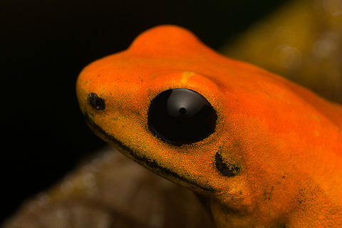 Phyllobates bicolor - head, Santa Cecilia, Colombia Out of the ~130 species of poison dart frogs (family Dendrobatidae), only 4 are truly deserving of the "dart" part of the name. Meaning, their poisoneous secretion is documented to have been dipped in darts to aid in hunting. This species most certainly is an elite member, it's the 2nd most poisenous frog in the world. Endangered, rarely photographed in the wild.

Like most poison dart frogs, this species is variable. It ranges between orange and yellow, with yellow being more typical.
https://www.jungledragon.com/image/144471/phyllobates_bicolor_santa_cecilia_colobmia.html
https://www.jungledragon.com/image/144472/phyllobates_bicolor_-_side_view_santa_cecilia_colobmia.html
https://www.jungledragon.com/image/144473/phyllobates_bicolor_-_posing_santa_cecilia_colobmia.html
https://www.jungledragon.com/image/144474/phyllobates_bicolor_-_full_body_santa_cecilia_colobmia.html
https://www.jungledragon.com/image/144475/phyllobates_bicolor_-_on_moss_santa_cecilia_colobmia.html
https://www.jungledragon.com/image/144477/phyllobates_bicolor_-_closeup_santa_cecilia_colobmia.html Black-legged Poison Frog,Colombia,Colombia 2022,Geotagged,Phyllobates bicolor,Santa Cecilia,South America,Summer,Tatamá National Natural Park,World