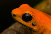 Phyllobates bicolor - head, Santa Cecilia, Colombia Out of the ~130 species of poison dart frogs (family Dendrobatidae), only 4 are truly deserving of the "dart" part of the name. Meaning, their poisoneous secretion is documented to have been dipped in darts to aid in hunting. This species most certainly is an elite member, it's the 2nd most poisenous frog in the world. Endangered, rarely photographed in the wild.<br />
<br />
Like most poison dart frogs, this species is variable. It ranges between orange and yellow, with yellow being more typical.<br />
https://www.jungledragon.com/image/144471/phyllobates_bicolor_santa_cecilia_colobmia.html<br />
https://www.jungledragon.com/image/144472/phyllobates_bicolor_-_side_view_santa_cecilia_colobmia.html<br />
https://www.jungledragon.com/image/144473/phyllobates_bicolor_-_posing_santa_cecilia_colobmia.html<br />
https://www.jungledragon.com/image/144474/phyllobates_bicolor_-_full_body_santa_cecilia_colobmia.html<br />
https://www.jungledragon.com/image/144475/phyllobates_bicolor_-_on_moss_santa_cecilia_colobmia.html<br />
https://www.jungledragon.com/image/144477/phyllobates_bicolor_-_closeup_santa_cecilia_colobmia.html Black-legged Poison Frog,Colombia,Colombia 2022,Geotagged,Phyllobates bicolor,Santa Cecilia,South America,Summer,Tatam&aacute; National Natural Park,World