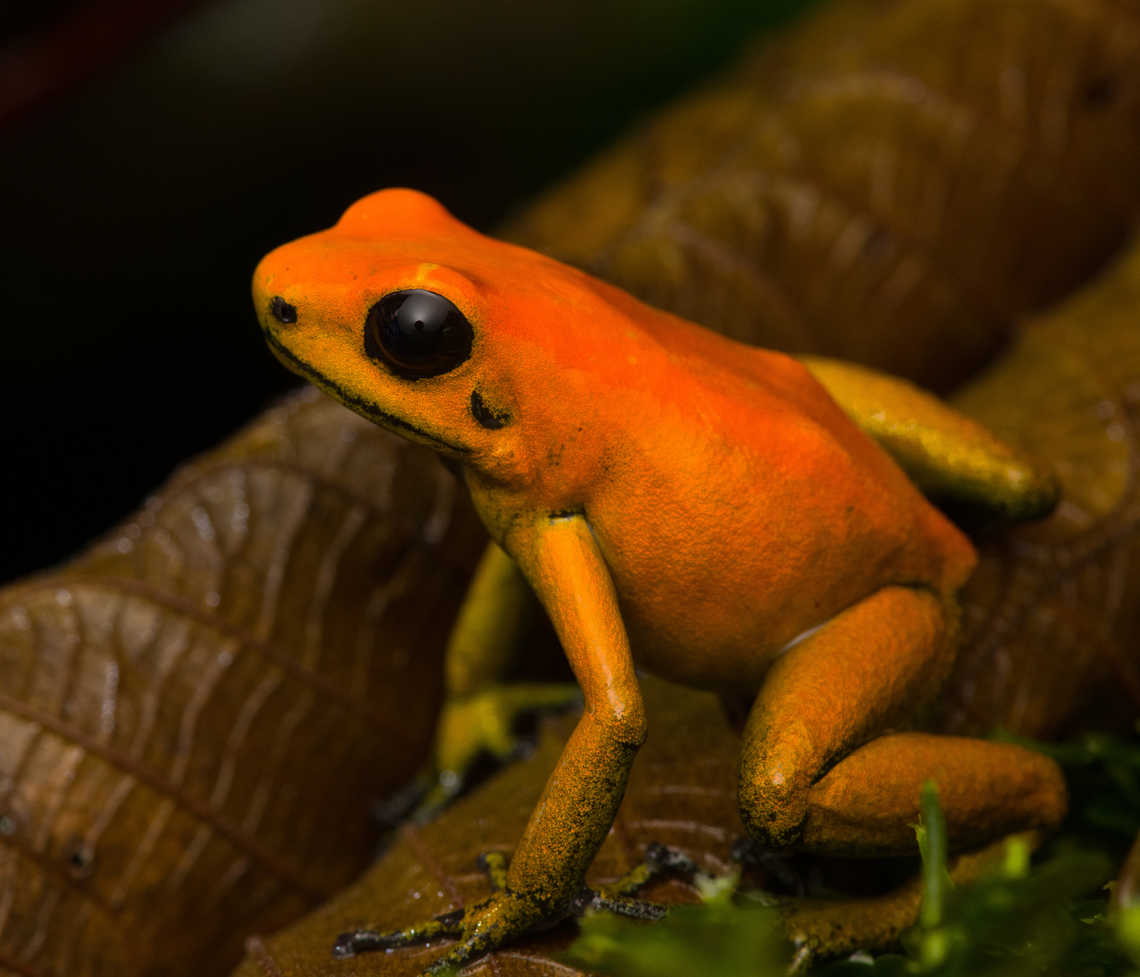Phyllobates bicolor - closeup, Santa Cecilia, Colombia Out of the ~130 species of poison dart frogs (family Dendrobatidae), only 4 are truly deserving of the &quot;dart&quot; part of the name. Meaning, their poisoneous secretion is documented to have been dipped in darts to aid in hunting. This species most certainly is an elite member, it&#039;s the 2nd most poisenous frog in the world. Endangered, rarely photographed in the wild.<br />
<br />
Like most poison dart frogs, this species is variable. It ranges between orange and yellow, with yellow being more typical.<br />
<figure class="photo"><a href="https://www.jungledragon.com/image/144471/phyllobates_bicolor_santa_cecilia_colombia.html" title="Phyllobates bicolor, Santa Cecilia, Colombia"><img src="https://s3.amazonaws.com/media.jungledragon.com/images/2/144471_thumb.jpg?AWSAccessKeyId=05GMT0V3GWVNE7GGM1R2&Expires=1759968010&Signature=YebdkOEsUX%2B9x0hahDjAFnBPiu0%3D" width="200" height="134" alt="Phyllobates bicolor, Santa Cecilia, Colombia Out of the ~130 species of poison dart frogs (family Dendrobatidae), only 4 are truly deserving of the &quot;dart&quot; part of the name. Meaning, their poisoneous secretion is documented to have been dipped in darts to aid in hunting. This species most certainly is an elite member, it&#039;s the 2nd most poisenous frog in the world. Endangered, rarely photographed in the wild.<br />
<br />
Like most poison dart frogs, this species is variable. It ranges between orange and yellow, with yellow being more typical.<br />
https://www.jungledragon.com/image/144472/phyllobates_bicolor_-_side_view_santa_cecilia_colobmia.html<br />
https://www.jungledragon.com/image/144473/phyllobates_bicolor_-_posing_santa_cecilia_colobmia.html<br />
https://www.jungledragon.com/image/144474/phyllobates_bicolor_-_full_body_santa_cecilia_colobmia.html<br />
https://www.jungledragon.com/image/144475/phyllobates_bicolor_-_on_moss_santa_cecilia_colobmia.html<br />
https://www.jungledragon.com/image/144476/phyllobates_bicolor_-_head_santa_cecilia_colobmia.html<br />
https://www.jungledragon.com/image/144477/phyllobates_bicolor_-_closeup_santa_cecilia_colobmia.html Colombia,Colombia 2022,Geotagged,Phyllobates bicolor,Santa Cecilia,South America,Summer,Tatam&aacute; National Natural Park,World" /></a></figure><br />
<figure class="photo"><a href="https://www.jungledragon.com/image/144472/phyllobates_bicolor_-_side_view_santa_cecilia_colombia.html" title="Phyllobates bicolor - side view, Santa Cecilia, Colombia"><img src="https://s3.amazonaws.com/media.jungledragon.com/images/2/144472_thumb.jpg?AWSAccessKeyId=05GMT0V3GWVNE7GGM1R2&Expires=1759968010&Signature=ZhCoZEoFWI%2BZfcScCaZ3qc6KRTw%3D" width="200" height="134" alt="Phyllobates bicolor - side view, Santa Cecilia, Colombia Out of the ~130 species of poison dart frogs (family Dendrobatidae), only 4 are truly deserving of the &quot;dart&quot; part of the name. Meaning, their poisoneous secretion is documented to have been dipped in darts to aid in hunting. This species most certainly is an elite member, it&#039;s the 2nd most poisenous frog in the world. Endangered, rarely photographed in the wild.<br />
<br />
Like most poison dart frogs, this species is variable. It ranges between orange and yellow, with yellow being more typical.<br />
https://www.jungledragon.com/image/144471/phyllobates_bicolor_santa_cecilia_colobmia.html<br />
https://www.jungledragon.com/image/144473/phyllobates_bicolor_-_posing_santa_cecilia_colobmia.html<br />
https://www.jungledragon.com/image/144474/phyllobates_bicolor_-_full_body_santa_cecilia_colobmia.html<br />
https://www.jungledragon.com/image/144475/phyllobates_bicolor_-_on_moss_santa_cecilia_colobmia.html<br />
https://www.jungledragon.com/image/144476/phyllobates_bicolor_-_head_santa_cecilia_colobmia.html<br />
https://www.jungledragon.com/image/144477/phyllobates_bicolor_-_closeup_santa_cecilia_colobmia.html Black-legged Poison Frog,Colombia,Colombia 2022,Geotagged,Phyllobates bicolor,Santa Cecilia,South America,Summer,Tatam&aacute; National Natural Park,World" /></a></figure><br />
<figure class="photo"><a href="https://www.jungledragon.com/image/144473/phyllobates_bicolor_-_posing_santa_cecilia_colombia.html" title="Phyllobates bicolor - posing, Santa Cecilia, Colombia"><img src="https://s3.amazonaws.com/media.jungledragon.com/images/2/144473_thumb.jpg?AWSAccessKeyId=05GMT0V3GWVNE7GGM1R2&Expires=1759968010&Signature=fRzgsbKDNG7RvRcu5chBYXMfV%2FI%3D" width="200" height="134" alt="Phyllobates bicolor - posing, Santa Cecilia, Colombia Out of the ~130 species of poison dart frogs (family Dendrobatidae), only 4 are truly deserving of the &quot;dart&quot; part of the name. Meaning, their poisoneous secretion is documented to have been dipped in darts to aid in hunting. This species most certainly is an elite member, it&#039;s the 2nd most poisenous frog in the world. Endangered, rarely photographed in the wild.<br />
<br />
Like most poison dart frogs, this species is variable. It ranges between orange and yellow, with yellow being more typical.<br />
https://www.jungledragon.com/image/144471/phyllobates_bicolor_santa_cecilia_colobmia.html<br />
https://www.jungledragon.com/image/144472/phyllobates_bicolor_-_side_view_santa_cecilia_colobmia.html<br />
https://www.jungledragon.com/image/144474/phyllobates_bicolor_-_full_body_santa_cecilia_colobmia.html<br />
https://www.jungledragon.com/image/144475/phyllobates_bicolor_-_on_moss_santa_cecilia_colobmia.html<br />
https://www.jungledragon.com/image/144476/phyllobates_bicolor_-_head_santa_cecilia_colobmia.html<br />
https://www.jungledragon.com/image/144477/phyllobates_bicolor_-_closeup_santa_cecilia_colobmia.html Black-legged Poison Frog,Colombia,Colombia 2022,Geotagged,Phyllobates bicolor,Santa Cecilia,South America,Summer,Tatam&aacute; National Natural Park,World" /></a></figure><br />
<figure class="photo"><a href="https://www.jungledragon.com/image/144474/phyllobates_bicolor_-_full_body_santa_cecilia_colombia.html" title="Phyllobates bicolor - full body, Santa Cecilia, Colombia"><img src="https://s3.amazonaws.com/media.jungledragon.com/images/2/144474_thumb.jpg?AWSAccessKeyId=05GMT0V3GWVNE7GGM1R2&Expires=1759968010&Signature=5IXv9IDZUov%2Bb0z%2FFmo1GxDxMdA%3D" width="200" height="134" alt="Phyllobates bicolor - full body, Santa Cecilia, Colombia Out of the ~130 species of poison dart frogs (family Dendrobatidae), only 4 are truly deserving of the &quot;dart&quot; part of the name. Meaning, their poisoneous secretion is documented to have been dipped in darts to aid in hunting. This species most certainly is an elite member, it&#039;s the 2nd most poisenous frog in the world. Endangered, rarely photographed in the wild.<br />
<br />
Like most poison dart frogs, this species is variable. It ranges between orange and yellow, with yellow being more typical.<br />
https://www.jungledragon.com/image/144471/phyllobates_bicolor_santa_cecilia_colobmia.html<br />
https://www.jungledragon.com/image/144472/phyllobates_bicolor_-_side_view_santa_cecilia_colobmia.html<br />
https://www.jungledragon.com/image/144473/phyllobates_bicolor_-_posing_santa_cecilia_colobmia.html<br />
https://www.jungledragon.com/image/144475/phyllobates_bicolor_-_on_moss_santa_cecilia_colobmia.html<br />
https://www.jungledragon.com/image/144476/phyllobates_bicolor_-_head_santa_cecilia_colobmia.html<br />
https://www.jungledragon.com/image/144477/phyllobates_bicolor_-_closeup_santa_cecilia_colobmia.html Black-legged Poison Frog,Colombia,Colombia 2022,Geotagged,Phyllobates bicolor,Santa Cecilia,South America,Summer,Tatam&aacute; National Natural Park,World" /></a></figure><br />
<figure class="photo"><a href="https://www.jungledragon.com/image/144475/phyllobates_bicolor_-_on_moss_santa_cecilia_colombia.html" title="Phyllobates bicolor - on moss, Santa Cecilia, Colombia"><img src="https://s3.amazonaws.com/media.jungledragon.com/images/2/144475_thumb.jpg?AWSAccessKeyId=05GMT0V3GWVNE7GGM1R2&Expires=1759968010&Signature=pV01rJzmnjhp1Ev8zzguymfvsOc%3D" width="200" height="134" alt="Phyllobates bicolor - on moss, Santa Cecilia, Colombia Out of the ~130 species of poison dart frogs (family Dendrobatidae), only 4 are truly deserving of the &quot;dart&quot; part of the name. Meaning, their poisoneous secretion is documented to have been dipped in darts to aid in hunting. This species most certainly is an elite member, it&#039;s the 2nd most poisenous frog in the world. Endangered, rarely photographed in the wild.<br />
<br />
Like most poison dart frogs, this species is variable. It ranges between orange and yellow, with yellow being more typical.<br />
https://www.jungledragon.com/image/144471/phyllobates_bicolor_santa_cecilia_colobmia.html<br />
https://www.jungledragon.com/image/144472/phyllobates_bicolor_-_side_view_santa_cecilia_colobmia.html<br />
https://www.jungledragon.com/image/144473/phyllobates_bicolor_-_posing_santa_cecilia_colobmia.html<br />
https://www.jungledragon.com/image/144474/phyllobates_bicolor_-_full_body_santa_cecilia_colobmia.html<br />
https://www.jungledragon.com/image/144476/phyllobates_bicolor_-_head_santa_cecilia_colobmia.html<br />
https://www.jungledragon.com/image/144477/phyllobates_bicolor_-_closeup_santa_cecilia_colobmia.html Black-legged Poison Frog,Colombia,Colombia 2022,Geotagged,Phyllobates bicolor,Santa Cecilia,South America,Summer,Tatam&aacute; National Natural Park,World" /></a></figure><br />
<figure class="photo"><a href="https://www.jungledragon.com/image/144476/phyllobates_bicolor_-_head_santa_cecilia_colombia.html" title="Phyllobates bicolor - head, Santa Cecilia, Colombia"><img src="https://s3.amazonaws.com/media.jungledragon.com/images/2/144476_thumb.jpg?AWSAccessKeyId=05GMT0V3GWVNE7GGM1R2&Expires=1759968010&Signature=cpdsd7Ju7DRSICA9DOGud326xLM%3D" width="200" height="134" alt="Phyllobates bicolor - head, Santa Cecilia, Colombia Out of the ~130 species of poison dart frogs (family Dendrobatidae), only 4 are truly deserving of the &quot;dart&quot; part of the name. Meaning, their poisoneous secretion is documented to have been dipped in darts to aid in hunting. This species most certainly is an elite member, it&#039;s the 2nd most poisenous frog in the world. Endangered, rarely photographed in the wild.<br />
<br />
Like most poison dart frogs, this species is variable. It ranges between orange and yellow, with yellow being more typical.<br />
https://www.jungledragon.com/image/144471/phyllobates_bicolor_santa_cecilia_colobmia.html<br />
https://www.jungledragon.com/image/144472/phyllobates_bicolor_-_side_view_santa_cecilia_colobmia.html<br />
https://www.jungledragon.com/image/144473/phyllobates_bicolor_-_posing_santa_cecilia_colobmia.html<br />
https://www.jungledragon.com/image/144474/phyllobates_bicolor_-_full_body_santa_cecilia_colobmia.html<br />
https://www.jungledragon.com/image/144475/phyllobates_bicolor_-_on_moss_santa_cecilia_colobmia.html<br />
https://www.jungledragon.com/image/144477/phyllobates_bicolor_-_closeup_santa_cecilia_colobmia.html Black-legged Poison Frog,Colombia,Colombia 2022,Geotagged,Phyllobates bicolor,Santa Cecilia,South America,Summer,Tatam&aacute; National Natural Park,World" /></a></figure> Black-legged Poison Frog,Colombia,Colombia 2022,Geotagged,Phyllobates bicolor,Santa Cecilia,South America,Summer,Tatamá National Natural Park,World