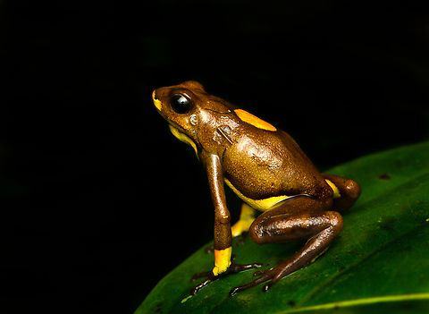 Oophaga histrionica - mixed morph, Santa Cecilia, Colombia https://www.jungledragon.com/image/144542/oophaga_histrionica_-_mixed_morph_back_santa_cecilia_colombia.html
This individual seems to be some type of hybrid morph, a mix of yellow and orange. Here are the orange and yellow morphs:

https://www.jungledragon.com/image/144459/oophaga_histrionica_santa_cecilia_colombia.html
https://www.jungledragon.com/image/144466/oophaga_histrionica_-_yellow_morph_santa_cecilia_colombia.html
These were all found in the same area. Colombia,Colombia 2022,Geotagged,Harlequin poison frog,Oophaga histrionica,Santa Cecilia,South America,Summer,Tatamá National Natural Park,World