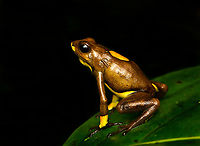Oophaga histrionica - mixed morph, Santa Cecilia, Colombia https://www.jungledragon.com/image/144542/oophaga_histrionica_-_mixed_morph_back_santa_cecilia_colombia.html<br />
This individual seems to be some type of hybrid morph, a mix of yellow and orange. Here are the orange and yellow morphs:<br />
<br />
https://www.jungledragon.com/image/144459/oophaga_histrionica_santa_cecilia_colombia.html<br />
https://www.jungledragon.com/image/144466/oophaga_histrionica_-_yellow_morph_santa_cecilia_colombia.html<br />
These were all found in the same area. Colombia,Colombia 2022,Geotagged,Harlequin poison frog,Oophaga histrionica,Santa Cecilia,South America,Summer,Tatam&aacute; National Natural Park,World