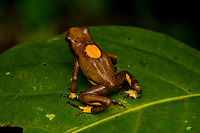 Oophaga histrionica - mixed morph (back), Santa Cecilia, Colombia https://www.jungledragon.com/image/144541/oophaga_histrionica_-_mixed_morph_santa_cecilia_colombia.html<br />
This individual seems to be some type of hybrid morph, a mix of yellow and orange. Here are the orange and yellow morphs:<br />
<br />
https://www.jungledragon.com/image/144459/oophaga_histrionica_santa_cecilia_colombia.html<br />
https://www.jungledragon.com/image/144466/oophaga_histrionica_-_yellow_morph_santa_cecilia_colombia.html<br />
These were all found in the same area. Colombia,Colombia 2022,Geotagged,Harlequin poison frog,Oophaga histrionica,Santa Cecilia,South America,Summer,Tatamá National Natural Park,World