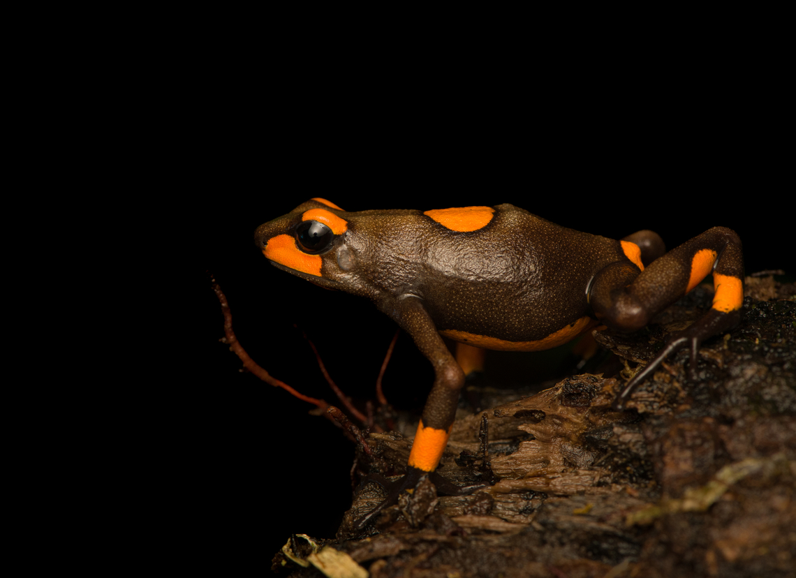 Oophaga histrionica - orange morph, Santa Cecilia, Colombia Supplemental shots of the orange morph of Oophaga histrionica.<br />
<figure class="photo"><a href="https://www.jungledragon.com/image/144544/oophaga_histrionica_-_orange_morph_-_full_body_santa_cecilia_colombia.html" title="Oophaga histrionica - orange morph - full body, Santa Cecilia, Colombia"><img src="https://s3.amazonaws.com/media.jungledragon.com/images/2/144544_thumb.jpg?AWSAccessKeyId=05GMT0V3GWVNE7GGM1R2&Expires=1769040010&Signature=ctJSAFiJbkdl0SKH9LFtvPiJvuo%3D" width="200" height="144" alt="Oophaga histrionica - orange morph - full body, Santa Cecilia, Colombia Supplemental shots of the orange morph of Oophaga histrionica.<br />
https://www.jungledragon.com/image/144543/oophaga_histrionica_-_orange_morph_santa_cecilia_colombia.html<br />
More:<br />
<br />
https://www.jungledragon.com/image/144459/oophaga_histrionica_santa_cecilia_colombia.html Colombia,Colombia 2022,Geotagged,Harlequin poison frog,Oophaga histrionica,Santa Cecilia,South America,Summer,Tatam&aacute; National Natural Park,World" /></a></figure><br />
More:<br />
<br />
<figure class="photo"><a href="https://www.jungledragon.com/image/144459/oophaga_histrionica_santa_cecilia_colombia.html" title="Oophaga histrionica, Santa Cecilia, Colombia"><img src="https://s3.amazonaws.com/media.jungledragon.com/images/2/144459_thumb.jpg?AWSAccessKeyId=05GMT0V3GWVNE7GGM1R2&Expires=1769040010&Signature=LuPr3RbNLVbe9hdKINOsoevYMug%3D" width="200" height="132" alt="Oophaga histrionica, Santa Cecilia, Colombia A beautiful poison-dart frog endemic to western Colombia. Since 2018, this species has been split into 4 species, this being the "real" Oophaga histrionica. There's multiple morphs of this species, this being the orange one. More formally: "Orange or red Bullseye Tatama".<br />
https://www.jungledragon.com/image/144461/oophaga_histrionica_-_top_santa_cecilia_colombia.html<br />
https://www.jungledragon.com/image/144460/oophaga_histrionica_-_frontal_santa_cecilia_colombia.html<br />
https://www.jungledragon.com/image/144458/oophaga_histrionica_-_head_santa_cecilia_colombia.html<br />
Yellow morph:<br />
<br />
https://www.jungledragon.com/image/144466/oophaga_histrionica_-_yellow_morph_santa_cecilia_colombia.html Colombia,Colombia 2022,Geotagged,Harlequin poison frog,Oophaga histrionica,Santa Cecilia,South America,Summer,Tatam&aacute; National Natural Park,World" /></a></figure> Colombia,Colombia 2022,Geotagged,Harlequin poison frog,Oophaga histrionica,Santa Cecilia,South America,Summer,Tatam&aacute; National Natural Park,World