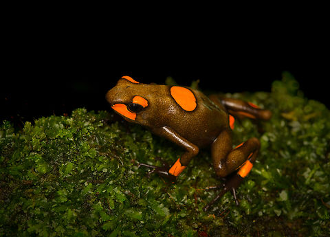 Oophaga histrionica - orange morph - full body, Santa Cecilia, Colombia Supplemental shots of the orange morph of Oophaga histrionica.
https://www.jungledragon.com/image/144543/oophaga_histrionica_-_orange_morph_santa_cecilia_colombia.html
More:

https://www.jungledragon.com/image/144459/oophaga_histrionica_santa_cecilia_colombia.html Colombia,Colombia 2022,Geotagged,Harlequin poison frog,Oophaga histrionica,Santa Cecilia,South America,Summer,Tatam&aacute; National Natural Park,World