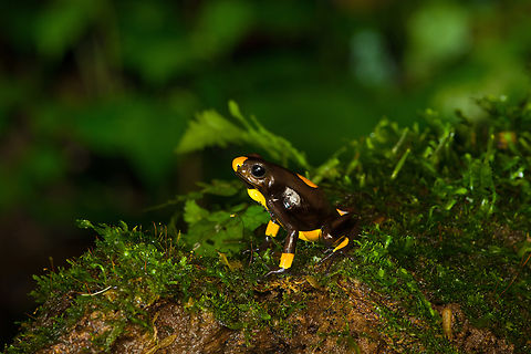 Oophaga histrionica - yellow morph (full scene), Santa Cecilia, Colombia Supplemental shots of the yellow morph of Oophaga histrionica.
https://www.jungledragon.com/image/144549/oophaga_histrionica_-_yellow_morph_posing_santa_cecilia_colombia.html
More:

https://www.jungledragon.com/image/144466/oophaga_histrionica_-_yellow_morph_santa_cecilia_colombia.html Colombia,Colombia 2022,Geotagged,Harlequin poison frog,Oophaga histrionica,Santa Cecilia,South America,Summer,Tatamá National Natural Park,World