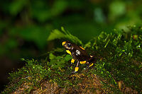 Oophaga histrionica - yellow morph (full scene), Santa Cecilia, Colombia Supplemental shots of the yellow morph of Oophaga histrionica.<br />
https://www.jungledragon.com/image/144549/oophaga_histrionica_-_yellow_morph_posing_santa_cecilia_colombia.html<br />
More:<br />
<br />
https://www.jungledragon.com/image/144466/oophaga_histrionica_-_yellow_morph_santa_cecilia_colombia.html Colombia,Colombia 2022,Geotagged,Harlequin poison frog,Oophaga histrionica,Santa Cecilia,South America,Summer,Tatam&aacute; National Natural Park,World