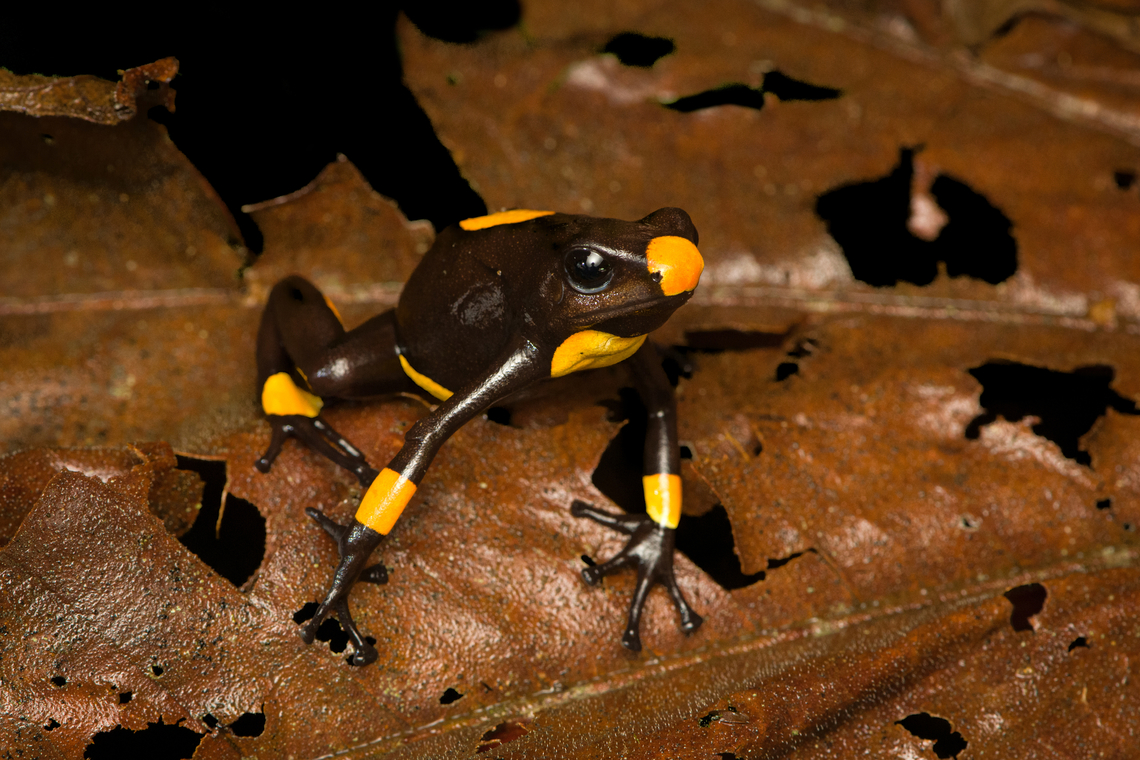 Oophaga histrionica - yellow morph (posing), Santa Cecilia, Colombia Supplemental shots of the yellow morph of Oophaga histrionica.<br />
<figure class="photo"><a href="https://www.jungledragon.com/image/144548/oophaga_histrionica_-_yellow_morph_full_scene_santa_cecilia_colombia.html" title="Oophaga histrionica - yellow morph (full scene), Santa Cecilia, Colombia"><img src="https://s3.amazonaws.com/media.jungledragon.com/images/2/144548_thumb.jpg?AWSAccessKeyId=05GMT0V3GWVNE7GGM1R2&Expires=1759968010&Signature=jaUrOFobL0zIn%2BMk29dts3Qor%2BQ%3D" width="200" height="134" alt="Oophaga histrionica - yellow morph (full scene), Santa Cecilia, Colombia Supplemental shots of the yellow morph of Oophaga histrionica.<br />
https://www.jungledragon.com/image/144549/oophaga_histrionica_-_yellow_morph_posing_santa_cecilia_colombia.html<br />
More:<br />
<br />
https://www.jungledragon.com/image/144466/oophaga_histrionica_-_yellow_morph_santa_cecilia_colombia.html Colombia,Colombia 2022,Geotagged,Harlequin poison frog,Oophaga histrionica,Santa Cecilia,South America,Summer,Tatam&aacute; National Natural Park,World" /></a></figure><br />
More:<br />
<br />
<figure class="photo"><a href="https://www.jungledragon.com/image/144466/oophaga_histrionica_-_yellow_morph_santa_cecilia_colombia.html" title="Oophaga histrionica - yellow morph, Santa Cecilia, Colombia"><img src="https://s3.amazonaws.com/media.jungledragon.com/images/2/144466_thumb.jpg?AWSAccessKeyId=05GMT0V3GWVNE7GGM1R2&Expires=1759968010&Signature=zQZr8YBuLzZ%2F2YyRY7ExAC3UC0s%3D" width="200" height="158" alt="Oophaga histrionica - yellow morph, Santa Cecilia, Colombia This is the yellow morph of the Oophaga histrionica species. More formally: &quot;Orange or yellow Bullseye Tatama.&quot;<br />
https://www.jungledragon.com/image/144465/oophaga_histrionica_-_side_view_yellow_morph_santa_cecilia_colombia.html<br />
https://www.jungledragon.com/image/144464/oophaga_histrionica_-_head_yellow_morph_santa_cecilia_colombia.html<br />
Orange morph:<br />
<br />
https://www.jungledragon.com/image/144459/oophaga_histrionica_santa_cecilia_colombia.html Colombia,Colombia 2022,Geotagged,Harlequin poison frog,Oophaga histrionica,Santa Cecilia,South America,Summer,Tatam&aacute; National Natural Park,World" /></a></figure> Colombia,Colombia 2022,Geotagged,Harlequin poison frog,Oophaga histrionica,Santa Cecilia,South America,Summer,Tatamá National Natural Park,World