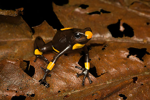 Oophaga histrionica - yellow morph (posing), Santa Cecilia, Colombia Supplemental shots of the yellow morph of Oophaga histrionica.
https://www.jungledragon.com/image/144548/oophaga_histrionica_-_yellow_morph_full_scene_santa_cecilia_colombia.html
More:

https://www.jungledragon.com/image/144466/oophaga_histrionica_-_yellow_morph_santa_cecilia_colombia.html Colombia,Colombia 2022,Geotagged,Harlequin poison frog,Oophaga histrionica,Santa Cecilia,South America,Summer,Tatamá National Natural Park,World