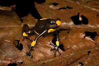 Oophaga histrionica - yellow morph (posing), Santa Cecilia, Colombia Supplemental shots of the yellow morph of Oophaga histrionica.<br />
https://www.jungledragon.com/image/144548/oophaga_histrionica_-_yellow_morph_full_scene_santa_cecilia_colombia.html<br />
More:<br />
<br />
https://www.jungledragon.com/image/144466/oophaga_histrionica_-_yellow_morph_santa_cecilia_colombia.html Colombia,Colombia 2022,Geotagged,Harlequin poison frog,Oophaga histrionica,Santa Cecilia,South America,Summer,Tatam&aacute; National Natural Park,World