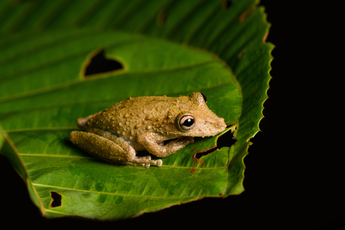 Scinax sugillatus, Santa Cecilia, Colombia <figure class="photo"><a href="https://www.jungledragon.com/image/144577/scinax_sugillatus_-_frontal_santa_cecilia_colombia.html" title="Scinax sugillatus - frontal, Santa Cecilia, Colombia"><img src="https://s3.amazonaws.com/media.jungledragon.com/images/2/144577_thumb.jpg?AWSAccessKeyId=05GMT0V3GWVNE7GGM1R2&Expires=1759968010&Signature=5xJ8yuKHIuaqaaDp5UllUB4sdPg%3D" width="200" height="134" alt="Scinax sugillatus - frontal, Santa Cecilia, Colombia https://www.jungledragon.com/image/144575/scinax_sugillatus_santa_cecilia_colombia.html<br />
https://www.jungledragon.com/image/144576/scinax_sugillatus_-_closeup_santa_cecilia_colombia.html Colombia,Colombia 2022,Geotagged,Quevedo Snouted Tree Frog,Santa Cecilia,Scinax sugillatus,South America,Summer,Tatam&aacute; National Natural Park,World" /></a></figure><br />
<figure class="photo"><a href="https://www.jungledragon.com/image/144576/scinax_sugillatus_-_closeup_santa_cecilia_colombia.html" title="Scinax sugillatus - closeup, Santa Cecilia, Colombia"><img src="https://s3.amazonaws.com/media.jungledragon.com/images/2/144576_thumb.jpg?AWSAccessKeyId=05GMT0V3GWVNE7GGM1R2&Expires=1759968010&Signature=y4zi4uT0x0HuQ7TDrvQ%2Fv33fV50%3D" width="200" height="134" alt="Scinax sugillatus - closeup, Santa Cecilia, Colombia https://www.jungledragon.com/image/144575/scinax_sugillatus_santa_cecilia_colombia.html<br />
https://www.jungledragon.com/image/144577/scinax_sugillatus_-_frontal_santa_cecilia_colombia.html Colombia,Colombia 2022,Geotagged,Quevedo Snouted Tree Frog,Santa Cecilia,Scinax sugillatus,South America,Summer,Tatam&aacute; National Natural Park,World" /></a></figure> Colombia,Colombia 2022,Geotagged,Santa Cecilia,Scinax sugillatus,South America,Summer,Tatamá National Natural Park,World