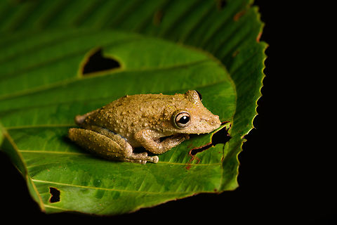 Scinax sugillatus, Santa Cecilia, Colombia https://www.jungledragon.com/image/144577/scinax_sugillatus_-_frontal_santa_cecilia_colombia.html
https://www.jungledragon.com/image/144576/scinax_sugillatus_-_closeup_santa_cecilia_colombia.html Colombia,Colombia 2022,Geotagged,Santa Cecilia,Scinax sugillatus,South America,Summer,Tatamá National Natural Park,World