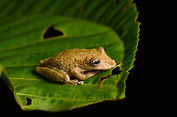 Scinax sugillatus, Santa Cecilia, Colombia https://www.jungledragon.com/image/144577/scinax_sugillatus_-_frontal_santa_cecilia_colombia.html<br />
https://www.jungledragon.com/image/144576/scinax_sugillatus_-_closeup_santa_cecilia_colombia.html Colombia,Colombia 2022,Geotagged,Santa Cecilia,Scinax sugillatus,South America,Summer,Tatamá National Natural Park,World