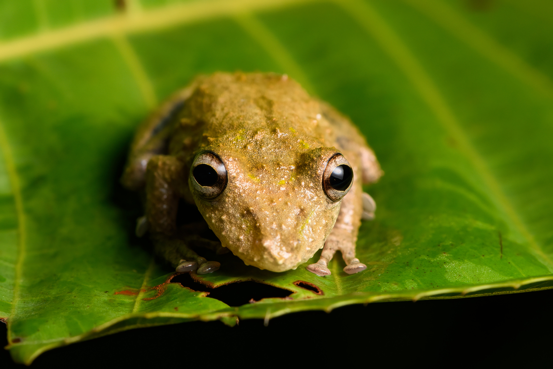 Scinax sugillatus - closeup, Santa Cecilia, Colombia <figure class="photo"><a href="https://www.jungledragon.com/image/144575/scinax_sugillatus_santa_cecilia_colombia.html" title="Scinax sugillatus, Santa Cecilia, Colombia"><img src="https://s3.amazonaws.com/media.jungledragon.com/images/2/144575_thumb.jpg?AWSAccessKeyId=05GMT0V3GWVNE7GGM1R2&Expires=1769040010&Signature=JGefcKYH4ETbBs1k2AJCujfspvc%3D" width="200" height="134" alt="Scinax sugillatus, Santa Cecilia, Colombia https://www.jungledragon.com/image/144577/scinax_sugillatus_-_frontal_santa_cecilia_colombia.html<br />
https://www.jungledragon.com/image/144576/scinax_sugillatus_-_closeup_santa_cecilia_colombia.html Colombia,Colombia 2022,Geotagged,Santa Cecilia,Scinax sugillatus,South America,Summer,Tatam&aacute; National Natural Park,World" /></a></figure><br />
<figure class="photo"><a href="https://www.jungledragon.com/image/144577/scinax_sugillatus_-_frontal_santa_cecilia_colombia.html" title="Scinax sugillatus - frontal, Santa Cecilia, Colombia"><img src="https://s3.amazonaws.com/media.jungledragon.com/images/2/144577_thumb.jpg?AWSAccessKeyId=05GMT0V3GWVNE7GGM1R2&Expires=1769040010&Signature=sR5WMQ5M8jiQ4fsR71cZs6YNomA%3D" width="200" height="134" alt="Scinax sugillatus - frontal, Santa Cecilia, Colombia https://www.jungledragon.com/image/144575/scinax_sugillatus_santa_cecilia_colombia.html<br />
https://www.jungledragon.com/image/144576/scinax_sugillatus_-_closeup_santa_cecilia_colombia.html Colombia,Colombia 2022,Geotagged,Quevedo Snouted Tree Frog,Santa Cecilia,Scinax sugillatus,South America,Summer,Tatam&aacute; National Natural Park,World" /></a></figure> Colombia,Colombia 2022,Geotagged,Quevedo Snouted Tree Frog,Santa Cecilia,Scinax sugillatus,South America,Summer,Tatam&aacute; National Natural Park,World