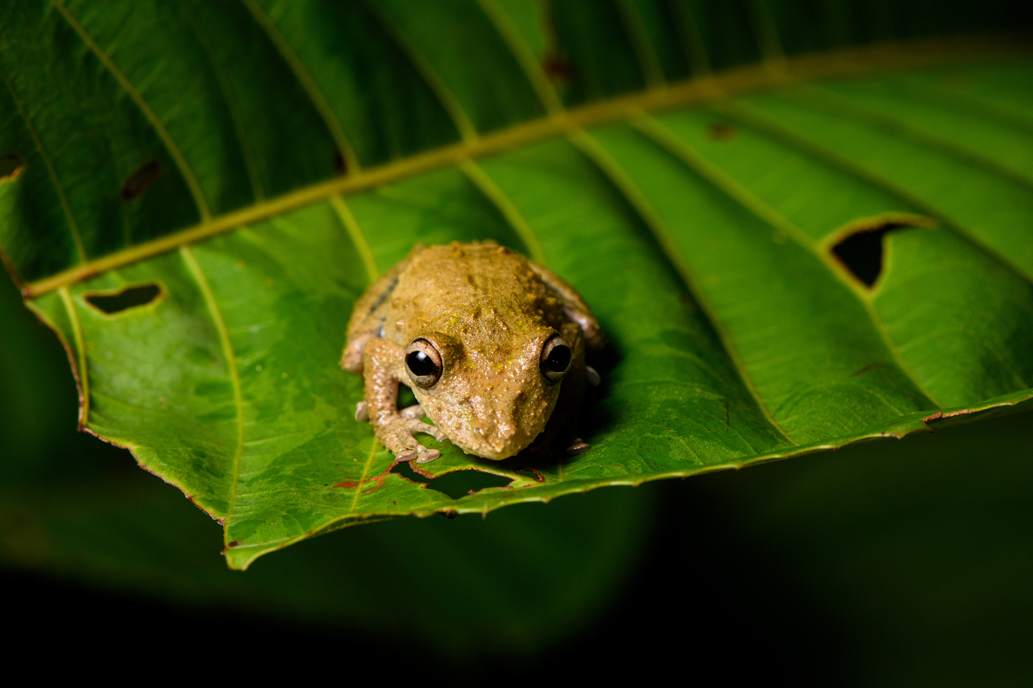 Scinax sugillatus - frontal, Santa Cecilia, Colombia <figure class="photo"><a href="https://www.jungledragon.com/image/144575/scinax_sugillatus_santa_cecilia_colombia.html" title="Scinax sugillatus, Santa Cecilia, Colombia"><img src="https://s3.amazonaws.com/media.jungledragon.com/images/2/144575_thumb.jpg?AWSAccessKeyId=05GMT0V3GWVNE7GGM1R2&Expires=1767225610&Signature=hAm4N%2FY7Gn78snQCizL0BPusuFw%3D" width="200" height="134" alt="Scinax sugillatus, Santa Cecilia, Colombia https://www.jungledragon.com/image/144577/scinax_sugillatus_-_frontal_santa_cecilia_colombia.html<br />
https://www.jungledragon.com/image/144576/scinax_sugillatus_-_closeup_santa_cecilia_colombia.html Colombia,Colombia 2022,Geotagged,Santa Cecilia,Scinax sugillatus,South America,Summer,Tatam&aacute; National Natural Park,World" /></a></figure><br />
<figure class="photo"><a href="https://www.jungledragon.com/image/144576/scinax_sugillatus_-_closeup_santa_cecilia_colombia.html" title="Scinax sugillatus - closeup, Santa Cecilia, Colombia"><img src="https://s3.amazonaws.com/media.jungledragon.com/images/2/144576_thumb.jpg?AWSAccessKeyId=05GMT0V3GWVNE7GGM1R2&Expires=1767225610&Signature=0qh%2FwH1XG4fL2DiTUJU%2FAGY9HLc%3D" width="200" height="134" alt="Scinax sugillatus - closeup, Santa Cecilia, Colombia https://www.jungledragon.com/image/144575/scinax_sugillatus_santa_cecilia_colombia.html<br />
https://www.jungledragon.com/image/144577/scinax_sugillatus_-_frontal_santa_cecilia_colombia.html Colombia,Colombia 2022,Geotagged,Quevedo Snouted Tree Frog,Santa Cecilia,Scinax sugillatus,South America,Summer,Tatam&aacute; National Natural Park,World" /></a></figure> Colombia,Colombia 2022,Geotagged,Quevedo Snouted Tree Frog,Santa Cecilia,Scinax sugillatus,South America,Summer,Tatamá National Natural Park,World