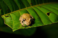 Scinax sugillatus - frontal, Santa Cecilia, Colombia https://www.jungledragon.com/image/144575/scinax_sugillatus_santa_cecilia_colombia.html<br />
https://www.jungledragon.com/image/144576/scinax_sugillatus_-_closeup_santa_cecilia_colombia.html Colombia,Colombia 2022,Geotagged,Quevedo Snouted Tree Frog,Santa Cecilia,Scinax sugillatus,South America,Summer,Tatamá National Natural Park,World