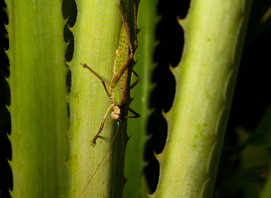 Cocconotus sp., Santa Cecilia, Colombia  Colombia,Colombia 2022,Geotagged,Santa Cecilia,South America,Summer,Tatam&aacute; National Natural Park,World