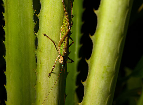 Cocconotus sp., Santa Cecilia, Colombia  Colombia,Colombia 2022,Geotagged,Santa Cecilia,South America,Summer,Tatam&aacute; National Natural Park,World