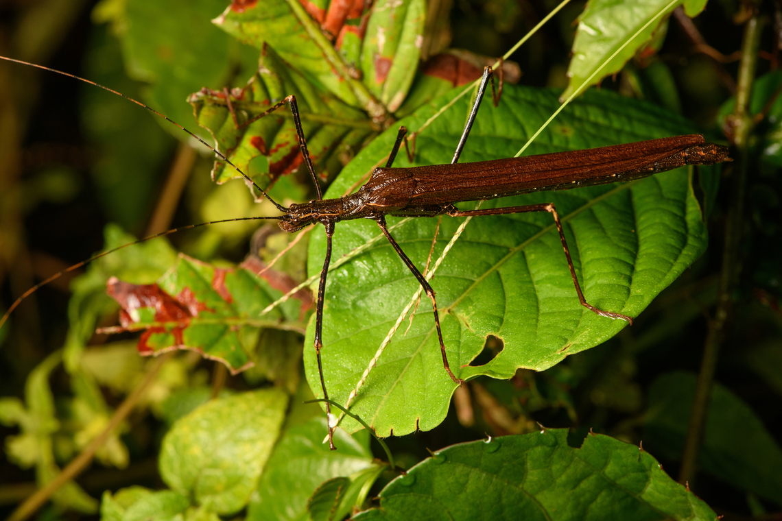 Large stick insect, Santa Cecilia, Colombia  Colombia,Colombia 2022,Geotagged,Santa Cecilia,South America,Summer,Tatamá National Natural Park,World