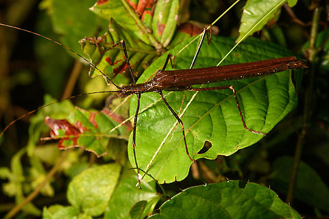 Large stick insect, Santa Cecilia, Colombia  Colombia,Colombia 2022,Geotagged,Santa Cecilia,South America,Summer,Tatamá National Natural Park,World