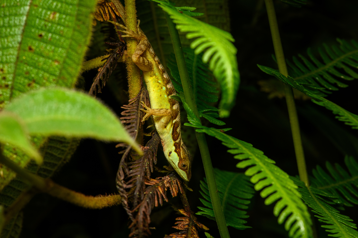 Anolis notopholis, Santa Cecilia, Colombia  Anolis notopholis,Colombia,Colombia 2022,Geotagged,Santa Cecilia,South America,Summer,Tatam&aacute; National Natural Park,World