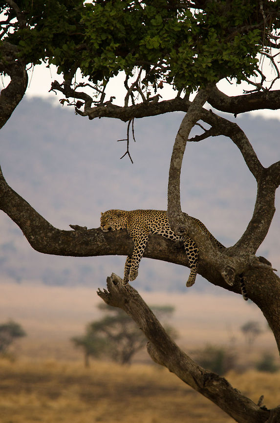 Lazy leopard closeup in tree, Serengeti  Africa,Geotagged,Leopard,Panthera pardus,Serengeti Central,Serengeti National Park,Serengeti area,Tanzania