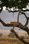 Lazy leopard closeup in tree, Serengeti  Africa,Geotagged,Leopard,Panthera pardus,Serengeti Central,Serengeti National Park,Serengeti area,Tanzania