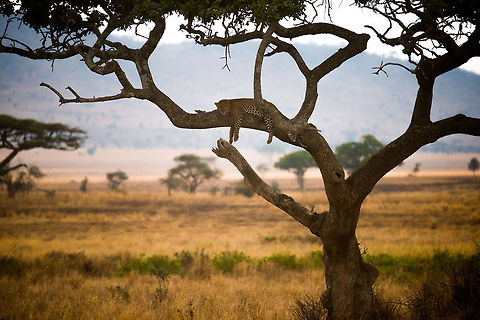 Lazy leopard in tree, Serengeti I believe this was our 3rd or 4th spotting of a Leopard in the Serengeti, this one being spotted by ourselves. I was shooting against the light, therefore the photo is on the dark side. Africa,Leopard,Panthera pardus,Serengeti Central,Serengeti National Park,Serengeti area,Tanzania