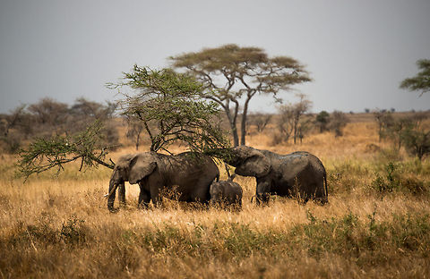 African Bush Elephant family destroying Acacia trees, Central Serengeti  Africa,African bush elephant,Loxodonta africana,Serengeti Central,Serengeti National Park,Serengeti area,Tanzania