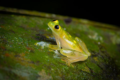 Atrato Glass Frog (Hyalinobatrachium aureoguttatum), Santa Cecilia, Colombia A beautiful species of glass frog. This is likely the male, as we found it defending a clutch of eggs on the underside of a large leaf. The eggs seem far developed. When the tadpoles hatch, they fall in the stream below and enter the game of chance that we call life.
https://www.jungledragon.com/image/144684/atrato_glass_frog_hyalinobatrachium_aureoguttatum_-_side_view_santa_cecilia_colombia.html
https://www.jungledragon.com/image/144685/atrato_glass_frog_hyalinobatrachium_aureoguttatum_-_frontal_santa_cecilia_colombia.html
https://www.jungledragon.com/image/144691/atrato_glass_frog_-_egg_clutch_santa_cecilia_colombia.html
https://www.jungledragon.com/image/144690/atrato_glass_frog_-_egg_clutch_closeup_santa_cecilia_colombia.html Colombia,Colombia 2022,Geotagged,Hyalinobatrachium aureoguttatum,Santa Cecilia,South America,Summer,Tatamá National Natural Park,World