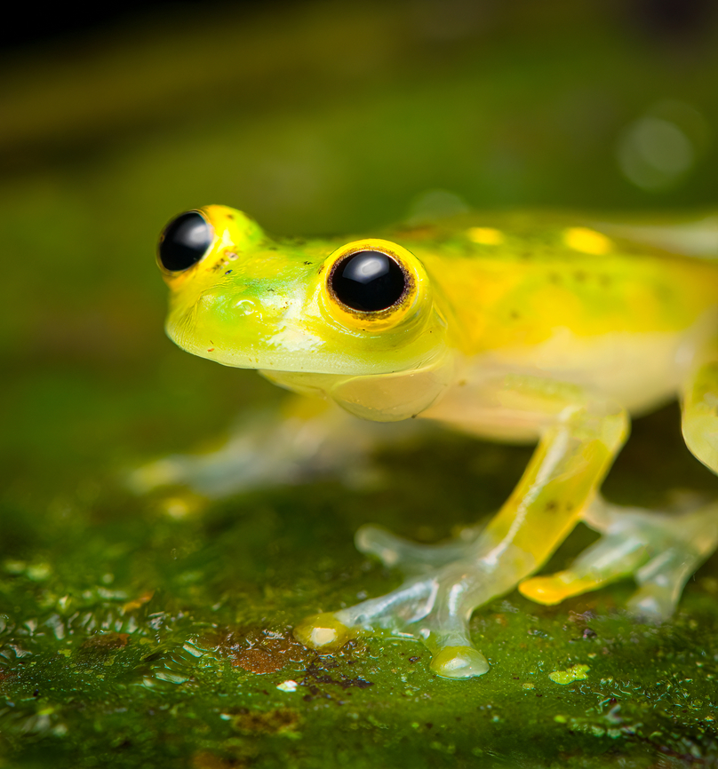 Atrato Glass Frog (Hyalinobatrachium aureoguttatum) - side view, Santa Cecilia, Colombia A beautiful species of glass frog. This is likely the male, as we found it defending a clutch of eggs on the underside of a large leaf. The eggs seem far developed. When the tadpoles hatch, they fall in the stream below and enter the game of chance that we call life.<br />
<figure class="photo"><a href="https://www.jungledragon.com/image/144683/atrato_glass_frog_hyalinobatrachium_aureoguttatum_santa_cecilia_colombia.html" title="Atrato Glass Frog (Hyalinobatrachium aureoguttatum), Santa Cecilia, Colombia"><img src="https://s3.amazonaws.com/media.jungledragon.com/images/2/144683_thumb.jpg?AWSAccessKeyId=05GMT0V3GWVNE7GGM1R2&Expires=1767225610&Signature=iNtM0QqKkR9JLY7%2F9ZL7VtGQsl0%3D" width="200" height="134" alt="Atrato Glass Frog (Hyalinobatrachium aureoguttatum), Santa Cecilia, Colombia A beautiful species of glass frog. This is likely the male, as we found it defending a clutch of eggs on the underside of a large leaf. The eggs seem far developed. When the tadpoles hatch, they fall in the stream below and enter the game of chance that we call life.<br />
https://www.jungledragon.com/image/144684/atrato_glass_frog_hyalinobatrachium_aureoguttatum_-_side_view_santa_cecilia_colombia.html<br />
https://www.jungledragon.com/image/144685/atrato_glass_frog_hyalinobatrachium_aureoguttatum_-_frontal_santa_cecilia_colombia.html<br />
https://www.jungledragon.com/image/144691/atrato_glass_frog_-_egg_clutch_santa_cecilia_colombia.html<br />
https://www.jungledragon.com/image/144690/atrato_glass_frog_-_egg_clutch_closeup_santa_cecilia_colombia.html Colombia,Colombia 2022,Geotagged,Hyalinobatrachium aureoguttatum,Santa Cecilia,South America,Summer,Tatam&aacute; National Natural Park,World" /></a></figure><br />
<figure class="photo"><a href="https://www.jungledragon.com/image/144685/atrato_glass_frog_-_frontal_santa_cecilia_colombia.html" title="Atrato Glass Frog - frontal, Santa Cecilia, Colombia"><img src="https://s3.amazonaws.com/media.jungledragon.com/images/2/144685_thumb.jpg?AWSAccessKeyId=05GMT0V3GWVNE7GGM1R2&Expires=1767225610&Signature=htce%2BFRWilsi3pkCW7tcxAbveTk%3D" width="200" height="146" alt="Atrato Glass Frog - frontal, Santa Cecilia, Colombia A beautiful species of glass frog. This is likely the male, as we found it defending a clutch of eggs on the underside of a large leaf. The eggs seem far developed. When the tadpoles hatch, they fall in the stream below and enter the game of chance that we call life.<br />
https://www.jungledragon.com/image/144683/atrato_glass_frog_hyalinobatrachium_aureoguttatum_santa_cecilia_colombia.html<br />
https://www.jungledragon.com/image/144684/atrato_glass_frog_hyalinobatrachium_aureoguttatum_-_side_view_santa_cecilia_colombia.html<br />
https://www.jungledragon.com/image/144691/atrato_glass_frog_-_egg_clutch_santa_cecilia_colombia.html<br />
https://www.jungledragon.com/image/144690/atrato_glass_frog_-_egg_clutch_closeup_santa_cecilia_colombia.html Atrato Glass Frog,Colombia,Colombia 2022,Geotagged,Hyalinobatrachium aureoguttatum,Santa Cecilia,South America,Summer,Tatam&aacute; National Natural Park,World" /></a></figure><br />
<figure class="photo"><a href="https://www.jungledragon.com/image/144691/atrato_glass_frog_-_egg_clutch_santa_cecilia_colombia.html" title="Atrato Glass Frog - egg clutch, Santa Cecilia, Colombia"><img src="https://s3.amazonaws.com/media.jungledragon.com/images/2/144691_thumb.jpg?AWSAccessKeyId=05GMT0V3GWVNE7GGM1R2&Expires=1767225610&Signature=tBFGf%2BL0SUkFp1o35eGzO6xTj8c%3D" width="200" height="156" alt="Atrato Glass Frog - egg clutch, Santa Cecilia, Colombia A beautiful species of glass frog. This is likely the male, as we found it defending a clutch of eggs on the underside of a large leaf. The eggs seem far developed. When the tadpoles hatch, they fall in the stream below and enter the game of chance that we call life.<br />
https://www.jungledragon.com/image/144683/atrato_glass_frog_hyalinobatrachium_aureoguttatum_santa_cecilia_colombia.html<br />
https://www.jungledragon.com/image/144684/atrato_glass_frog_hyalinobatrachium_aureoguttatum_-_side_view_santa_cecilia_colombia.html<br />
https://www.jungledragon.com/image/144685/atrato_glass_frog_hyalinobatrachium_aureoguttatum_-_frontal_santa_cecilia_colombia.html<br />
https://www.jungledragon.com/image/144690/atrato_glass_frog_-_egg_clutch_closeup_santa_cecilia_colombia.html Atrato Glass Frog,Colombia,Colombia 2022,Geotagged,Hyalinobatrachium aureoguttatum,Santa Cecilia,South America,Summer,Tatam&aacute; National Natural Park,World" /></a></figure><br />
<figure class="photo"><a href="https://www.jungledragon.com/image/144690/atrato_glass_frog_-_egg_clutch_closeup_santa_cecilia_colombia.html" title="Atrato Glass Frog - egg clutch closeup, Santa Cecilia, Colombia"><img src="https://s3.amazonaws.com/media.jungledragon.com/images/2/144690_thumb.jpg?AWSAccessKeyId=05GMT0V3GWVNE7GGM1R2&Expires=1767225610&Signature=d%2FXpXm2UsEfyQXCyJsbWBXeZ9Ek%3D" width="200" height="160" alt="Atrato Glass Frog - egg clutch closeup, Santa Cecilia, Colombia A beautiful species of glass frog. This is likely the male, as we found it defending a clutch of eggs on the underside of a large leaf. The eggs seem far developed. When the tadpoles hatch, they fall in the stream below and enter the game of chance that we call life.<br />
https://www.jungledragon.com/image/144683/atrato_glass_frog_hyalinobatrachium_aureoguttatum_santa_cecilia_colombia.html<br />
https://www.jungledragon.com/image/144684/atrato_glass_frog_hyalinobatrachium_aureoguttatum_-_side_view_santa_cecilia_colombia.html<br />
https://www.jungledragon.com/image/144685/atrato_glass_frog_hyalinobatrachium_aureoguttatum_-_frontal_santa_cecilia_colombia.html<br />
https://www.jungledragon.com/image/144691/atrato_glass_frog_-_egg_clutch_santa_cecilia_colombia.html Atrato Glass Frog,Colombia,Colombia 2022,Geotagged,Hyalinobatrachium aureoguttatum,Santa Cecilia,South America,Summer,Tatam&aacute; National Natural Park,World" /></a></figure> Atrato Glass Frog,Colombia,Colombia 2022,Geotagged,Hyalinobatrachium aureoguttatum,Santa Cecilia,South America,Summer,Tatamá National Natural Park,World
