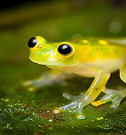Atrato Glass Frog (Hyalinobatrachium aureoguttatum) - side view, Santa Cecilia, Colombia A beautiful species of glass frog. This is likely the male, as we found it defending a clutch of eggs on the underside of a large leaf. The eggs seem far developed. When the tadpoles hatch, they fall in the stream below and enter the game of chance that we call life.<br />
https://www.jungledragon.com/image/144683/atrato_glass_frog_hyalinobatrachium_aureoguttatum_santa_cecilia_colombia.html<br />
https://www.jungledragon.com/image/144685/atrato_glass_frog_hyalinobatrachium_aureoguttatum_-_frontal_santa_cecilia_colombia.html<br />
https://www.jungledragon.com/image/144691/atrato_glass_frog_-_egg_clutch_santa_cecilia_colombia.html<br />
https://www.jungledragon.com/image/144690/atrato_glass_frog_-_egg_clutch_closeup_santa_cecilia_colombia.html Atrato Glass Frog,Colombia,Colombia 2022,Geotagged,Hyalinobatrachium aureoguttatum,Santa Cecilia,South America,Summer,Tatamá National Natural Park,World