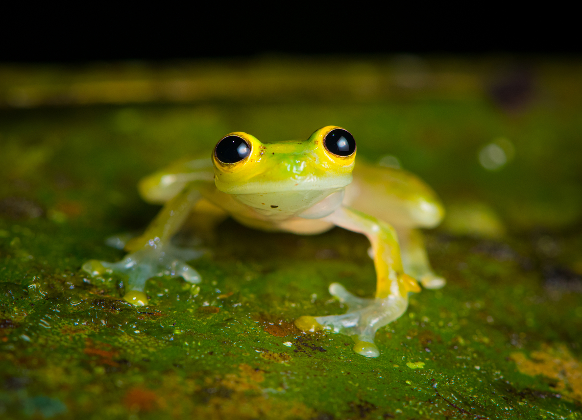Atrato Glass Frog - frontal, Santa Cecilia, Colombia A beautiful species of glass frog. This is likely the male, as we found it defending a clutch of eggs on the underside of a large leaf. The eggs seem far developed. When the tadpoles hatch, they fall in the stream below and enter the game of chance that we call life.<br />
<figure class="photo"><a href="https://www.jungledragon.com/image/144683/atrato_glass_frog_hyalinobatrachium_aureoguttatum_santa_cecilia_colombia.html" title="Atrato Glass Frog (Hyalinobatrachium aureoguttatum), Santa Cecilia, Colombia"><img src="https://s3.amazonaws.com/media.jungledragon.com/images/2/144683_thumb.jpg?AWSAccessKeyId=05GMT0V3GWVNE7GGM1R2&Expires=1759968010&Signature=quN4aBlYMNycj1buOuhBnojpp2c%3D" width="200" height="134" alt="Atrato Glass Frog (Hyalinobatrachium aureoguttatum), Santa Cecilia, Colombia A beautiful species of glass frog. This is likely the male, as we found it defending a clutch of eggs on the underside of a large leaf. The eggs seem far developed. When the tadpoles hatch, they fall in the stream below and enter the game of chance that we call life.<br />
https://www.jungledragon.com/image/144684/atrato_glass_frog_hyalinobatrachium_aureoguttatum_-_side_view_santa_cecilia_colombia.html<br />
https://www.jungledragon.com/image/144685/atrato_glass_frog_hyalinobatrachium_aureoguttatum_-_frontal_santa_cecilia_colombia.html<br />
https://www.jungledragon.com/image/144691/atrato_glass_frog_-_egg_clutch_santa_cecilia_colombia.html<br />
https://www.jungledragon.com/image/144690/atrato_glass_frog_-_egg_clutch_closeup_santa_cecilia_colombia.html Colombia,Colombia 2022,Geotagged,Hyalinobatrachium aureoguttatum,Santa Cecilia,South America,Summer,Tatam&aacute; National Natural Park,World" /></a></figure><br />
<figure class="photo"><a href="https://www.jungledragon.com/image/144684/atrato_glass_frog_hyalinobatrachium_aureoguttatum_-_side_view_santa_cecilia_colombia.html" title="Atrato Glass Frog (Hyalinobatrachium aureoguttatum) - side view, Santa Cecilia, Colombia"><img src="https://s3.amazonaws.com/media.jungledragon.com/images/2/144684_thumb.jpg?AWSAccessKeyId=05GMT0V3GWVNE7GGM1R2&Expires=1759968010&Signature=%2BPvtKef9LuzywW0HBWI0NHbqclA%3D" width="142" height="152" alt="Atrato Glass Frog (Hyalinobatrachium aureoguttatum) - side view, Santa Cecilia, Colombia A beautiful species of glass frog. This is likely the male, as we found it defending a clutch of eggs on the underside of a large leaf. The eggs seem far developed. When the tadpoles hatch, they fall in the stream below and enter the game of chance that we call life.<br />
https://www.jungledragon.com/image/144683/atrato_glass_frog_hyalinobatrachium_aureoguttatum_santa_cecilia_colombia.html<br />
https://www.jungledragon.com/image/144685/atrato_glass_frog_hyalinobatrachium_aureoguttatum_-_frontal_santa_cecilia_colombia.html<br />
https://www.jungledragon.com/image/144691/atrato_glass_frog_-_egg_clutch_santa_cecilia_colombia.html<br />
https://www.jungledragon.com/image/144690/atrato_glass_frog_-_egg_clutch_closeup_santa_cecilia_colombia.html Atrato Glass Frog,Colombia,Colombia 2022,Geotagged,Hyalinobatrachium aureoguttatum,Santa Cecilia,South America,Summer,Tatam&aacute; National Natural Park,World" /></a></figure><br />
<figure class="photo"><a href="https://www.jungledragon.com/image/144691/atrato_glass_frog_-_egg_clutch_santa_cecilia_colombia.html" title="Atrato Glass Frog - egg clutch, Santa Cecilia, Colombia"><img src="https://s3.amazonaws.com/media.jungledragon.com/images/2/144691_thumb.jpg?AWSAccessKeyId=05GMT0V3GWVNE7GGM1R2&Expires=1759968010&Signature=iSHPy5Ubj%2FZRHGmQRrWuQp1ZMkU%3D" width="200" height="156" alt="Atrato Glass Frog - egg clutch, Santa Cecilia, Colombia A beautiful species of glass frog. This is likely the male, as we found it defending a clutch of eggs on the underside of a large leaf. The eggs seem far developed. When the tadpoles hatch, they fall in the stream below and enter the game of chance that we call life.<br />
https://www.jungledragon.com/image/144683/atrato_glass_frog_hyalinobatrachium_aureoguttatum_santa_cecilia_colombia.html<br />
https://www.jungledragon.com/image/144684/atrato_glass_frog_hyalinobatrachium_aureoguttatum_-_side_view_santa_cecilia_colombia.html<br />
https://www.jungledragon.com/image/144685/atrato_glass_frog_hyalinobatrachium_aureoguttatum_-_frontal_santa_cecilia_colombia.html<br />
https://www.jungledragon.com/image/144690/atrato_glass_frog_-_egg_clutch_closeup_santa_cecilia_colombia.html Atrato Glass Frog,Colombia,Colombia 2022,Geotagged,Hyalinobatrachium aureoguttatum,Santa Cecilia,South America,Summer,Tatam&aacute; National Natural Park,World" /></a></figure><br />
<figure class="photo"><a href="https://www.jungledragon.com/image/144690/atrato_glass_frog_-_egg_clutch_closeup_santa_cecilia_colombia.html" title="Atrato Glass Frog - egg clutch closeup, Santa Cecilia, Colombia"><img src="https://s3.amazonaws.com/media.jungledragon.com/images/2/144690_thumb.jpg?AWSAccessKeyId=05GMT0V3GWVNE7GGM1R2&Expires=1759968010&Signature=LK%2FNRCjfivn0fRl6LLbcAovPy7g%3D" width="200" height="160" alt="Atrato Glass Frog - egg clutch closeup, Santa Cecilia, Colombia A beautiful species of glass frog. This is likely the male, as we found it defending a clutch of eggs on the underside of a large leaf. The eggs seem far developed. When the tadpoles hatch, they fall in the stream below and enter the game of chance that we call life.<br />
https://www.jungledragon.com/image/144683/atrato_glass_frog_hyalinobatrachium_aureoguttatum_santa_cecilia_colombia.html<br />
https://www.jungledragon.com/image/144684/atrato_glass_frog_hyalinobatrachium_aureoguttatum_-_side_view_santa_cecilia_colombia.html<br />
https://www.jungledragon.com/image/144685/atrato_glass_frog_hyalinobatrachium_aureoguttatum_-_frontal_santa_cecilia_colombia.html<br />
https://www.jungledragon.com/image/144691/atrato_glass_frog_-_egg_clutch_santa_cecilia_colombia.html Atrato Glass Frog,Colombia,Colombia 2022,Geotagged,Hyalinobatrachium aureoguttatum,Santa Cecilia,South America,Summer,Tatam&aacute; National Natural Park,World" /></a></figure> Atrato Glass Frog,Colombia,Colombia 2022,Geotagged,Hyalinobatrachium aureoguttatum,Santa Cecilia,South America,Summer,Tatamá National Natural Park,World